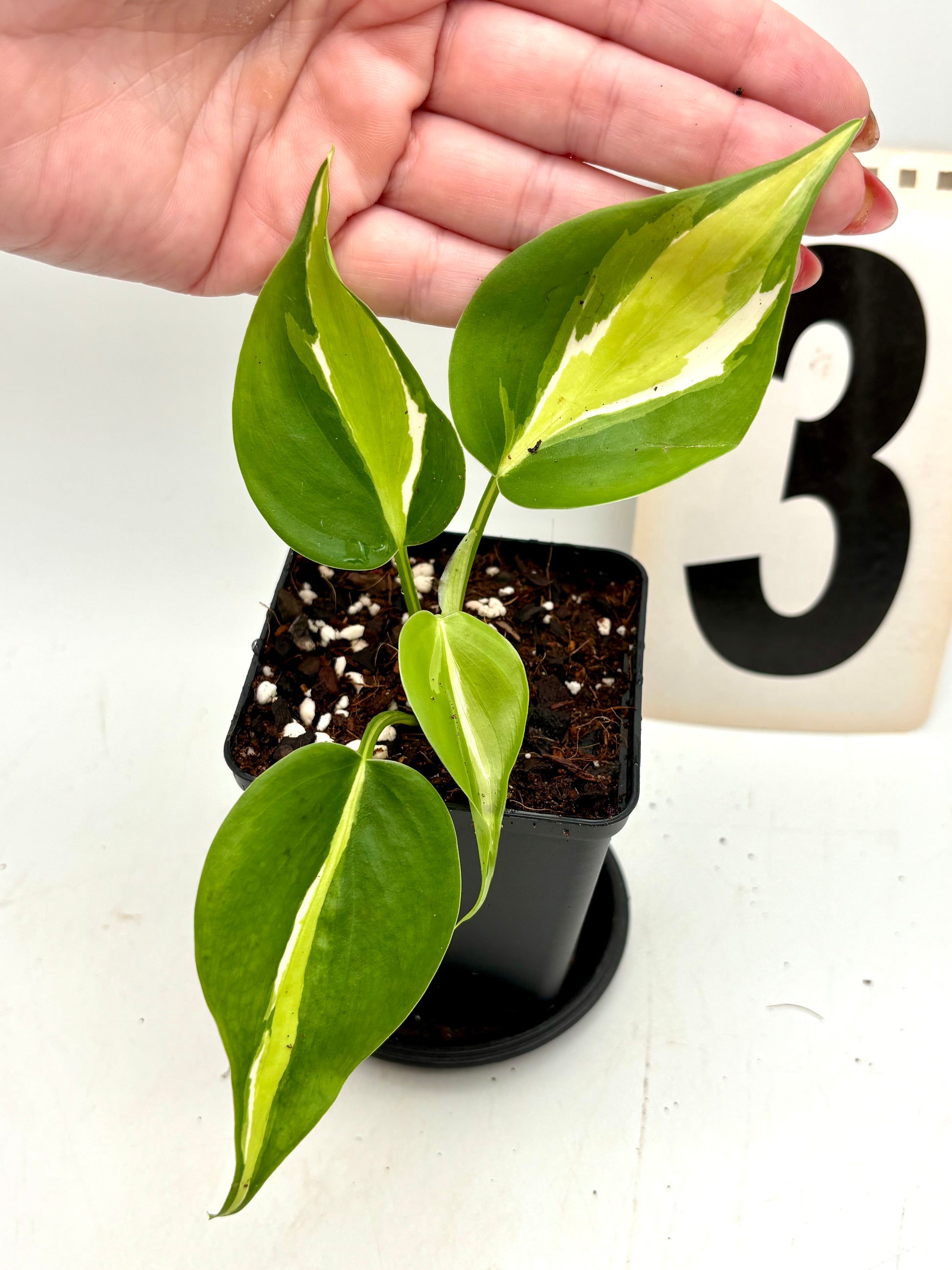 Philodendron Cream Splash