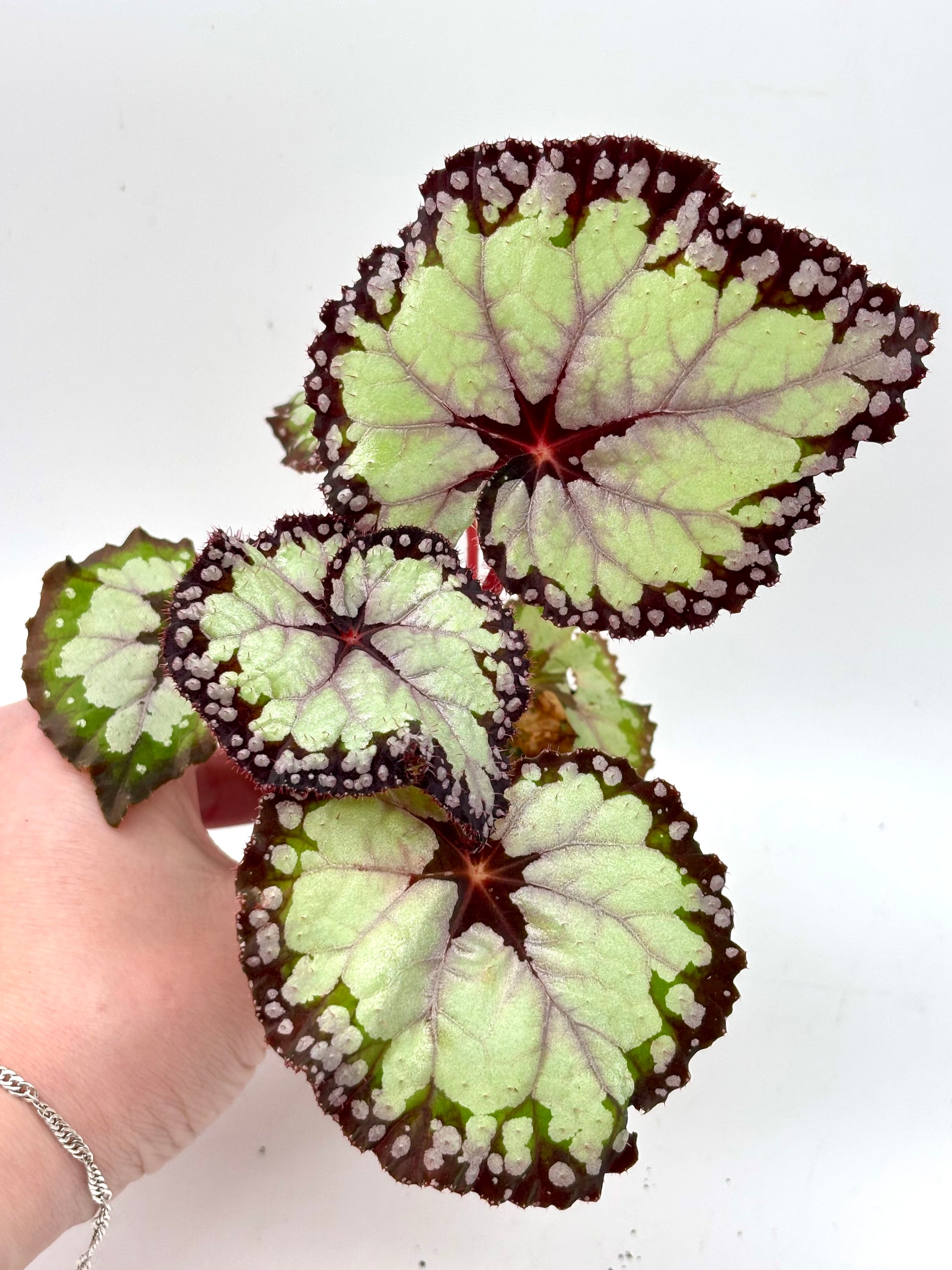 Begonia Dolce Vita - Exotic-Flowers