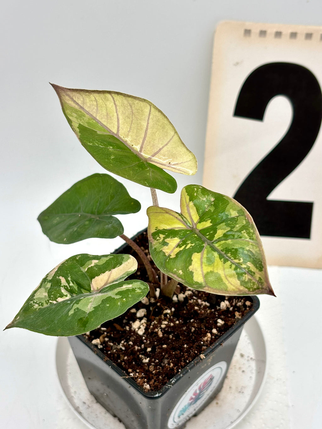 Alocasia Yucatan Princess Variegata