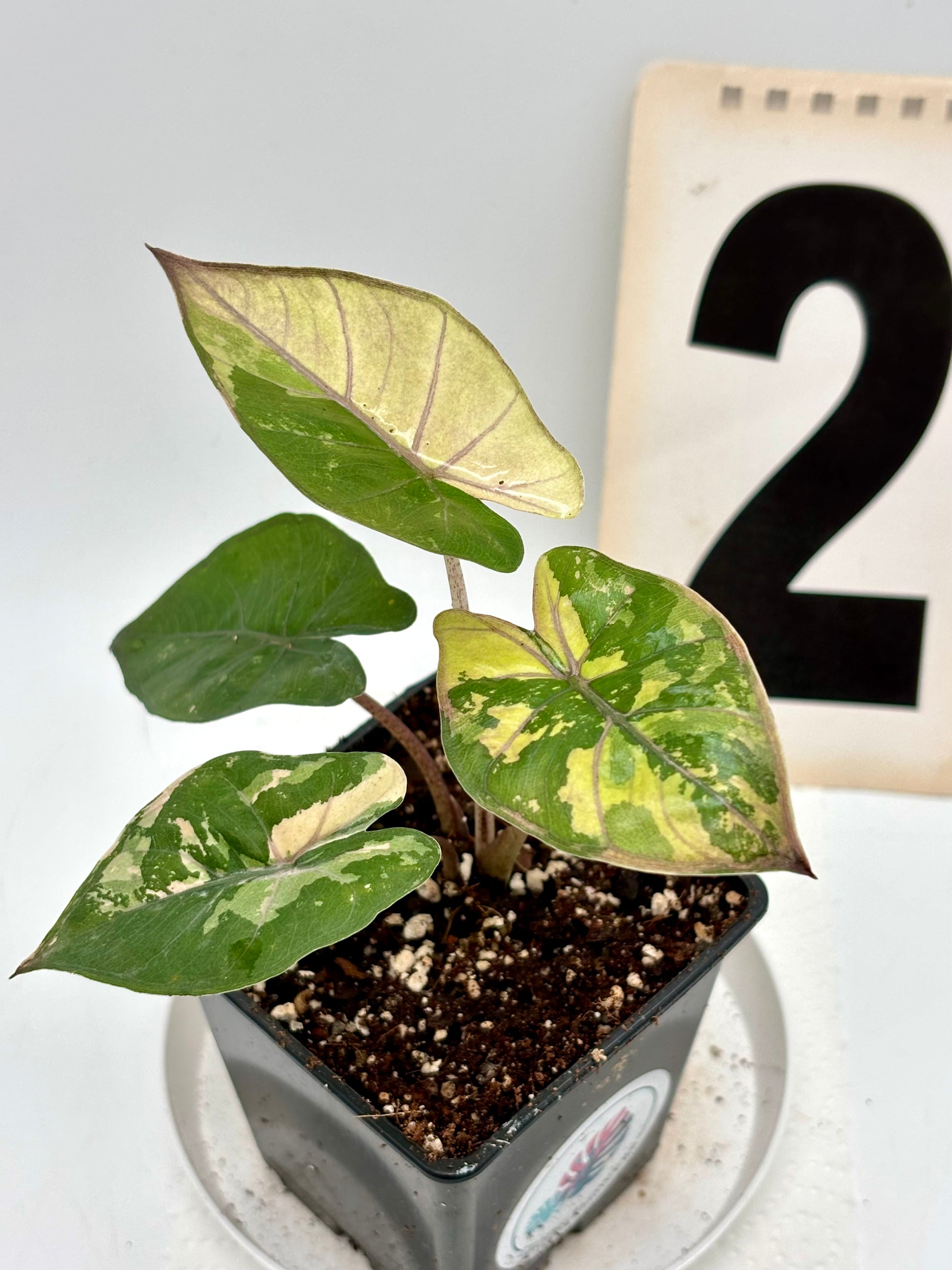 Alocasia Yucatan Princess Variegata