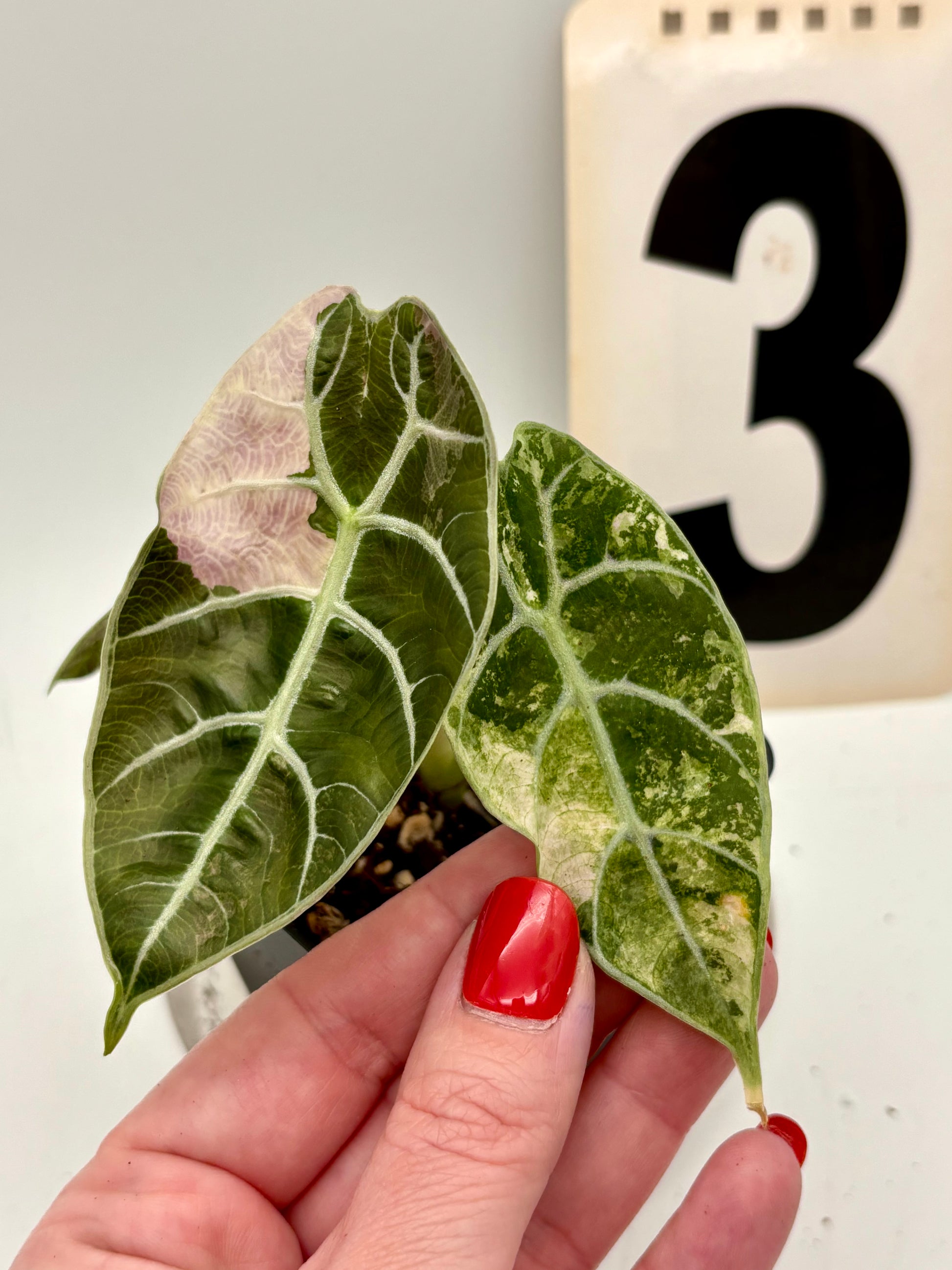 Alocasia Watsoniana Doff Variegata - Exotic-Flowers