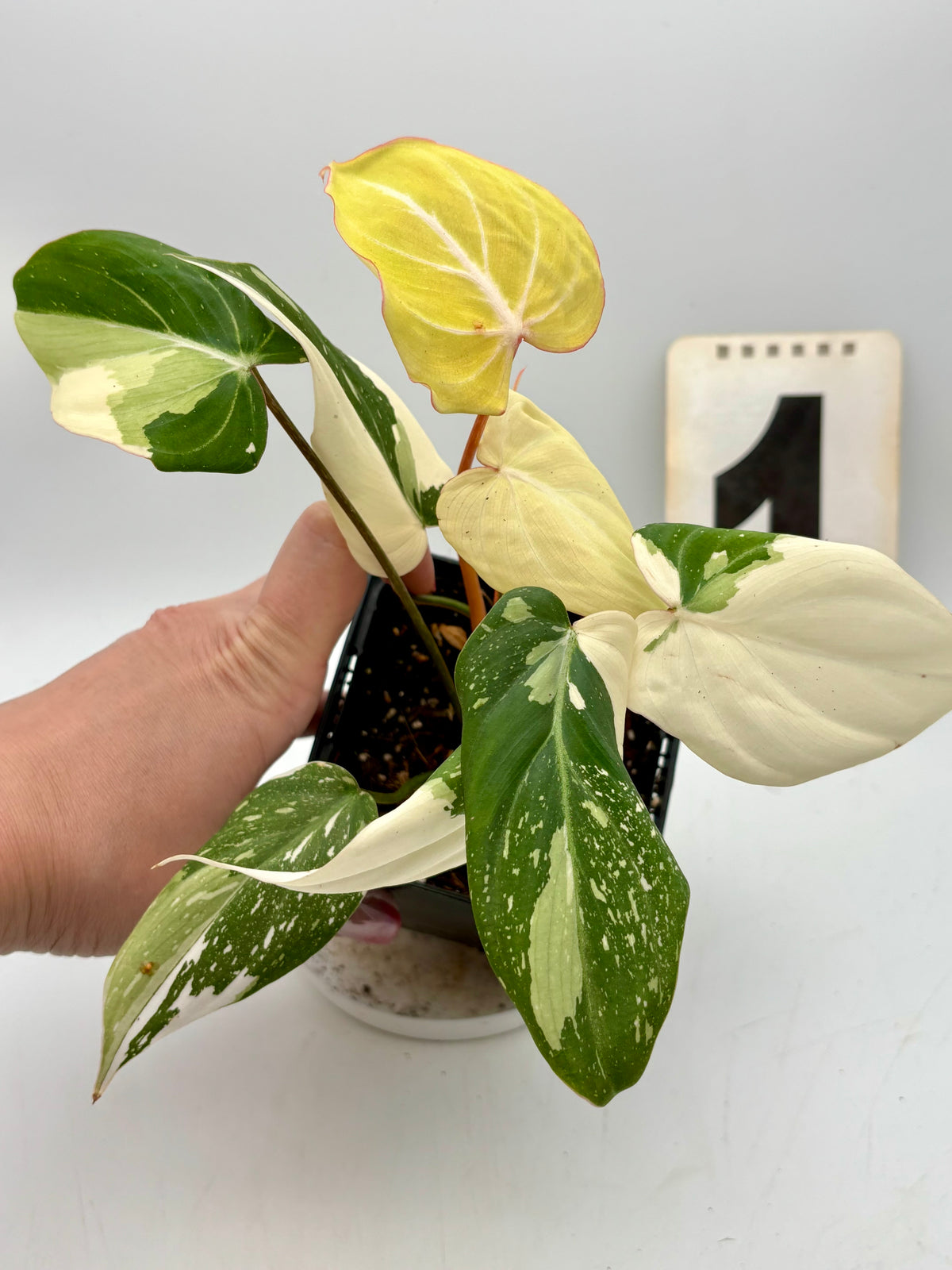 Philodendron Gloriosum Variegata Tricolor bei Exotic-Flowers, grüne und bunte Blätter, Nahaufnahme der Pflanze auf einem Topf