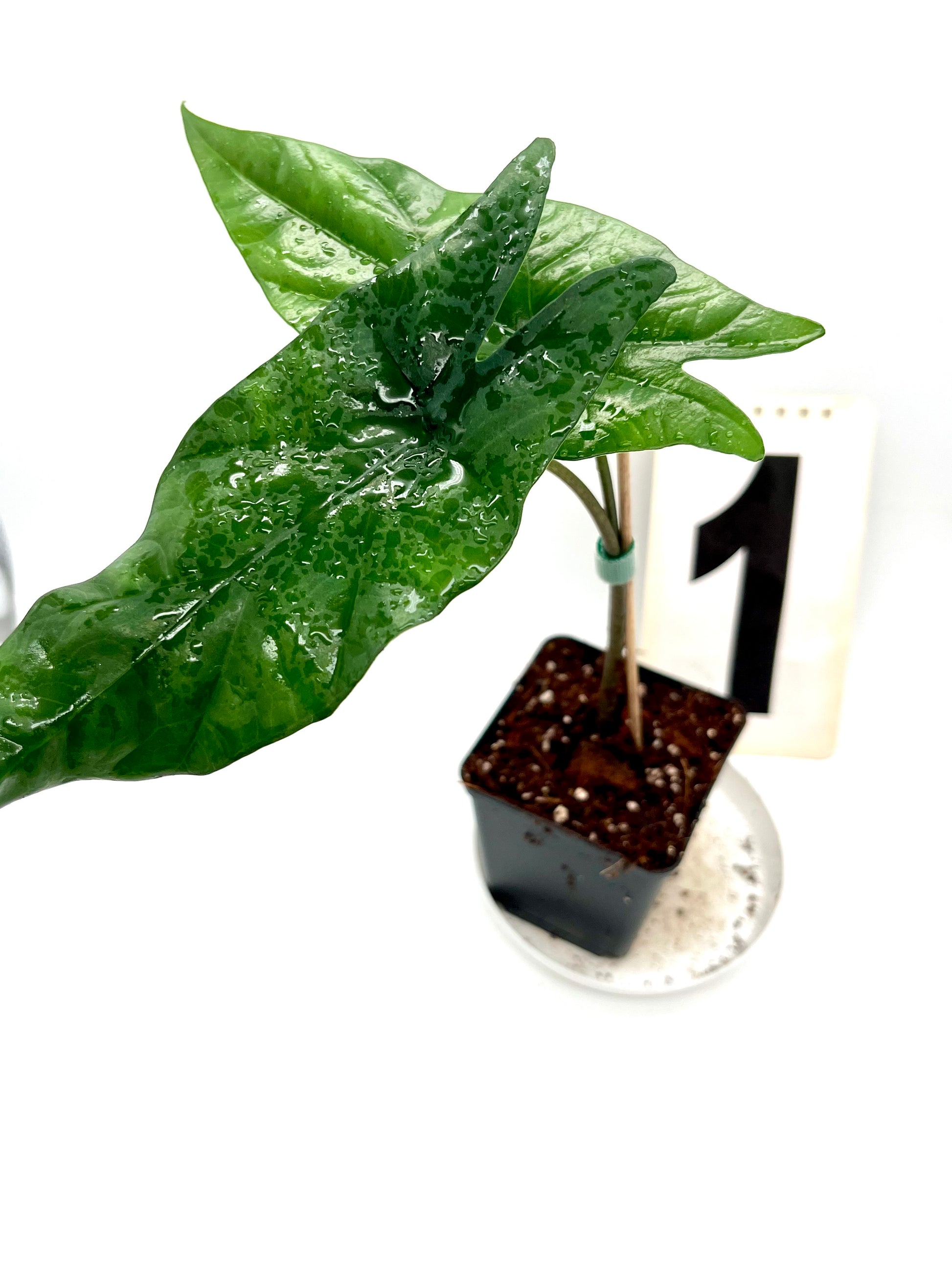 Alocasia Simpo
