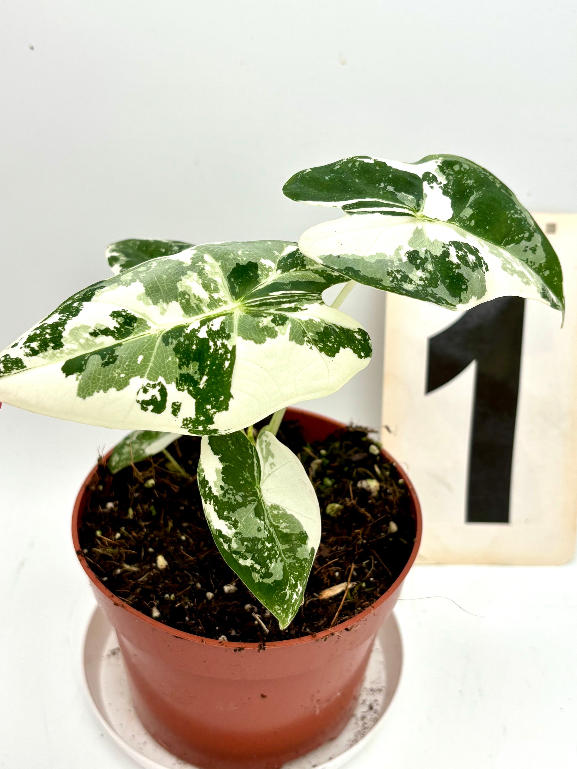 Alocasia Frydek Variegata Pflanze von Exotic-Flowers mit grünen und weißen Blättern, detailreiche Blattanordnung.