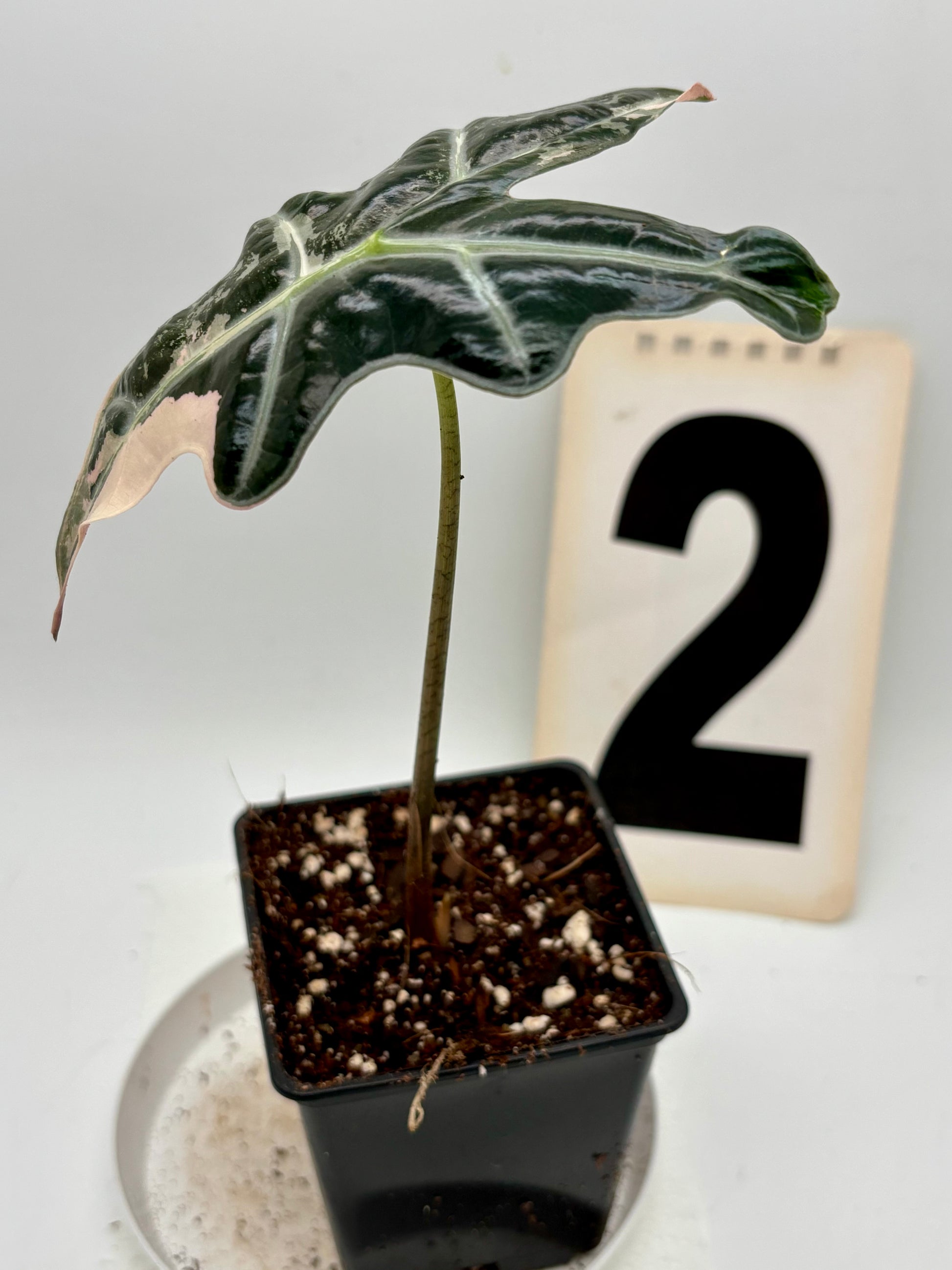 Alocasia Nobilis Variegata