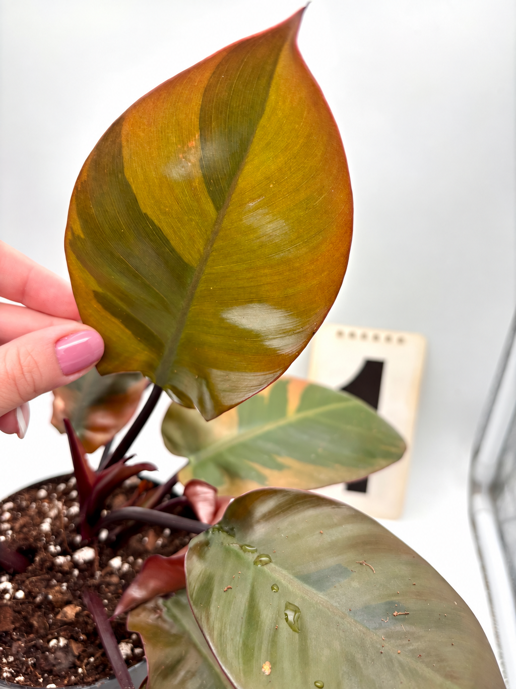 Philodendron Black Cardinal Variegata Pflanze mit dunklen Blättern und variegierten Mustern, für tropische Innenräume.