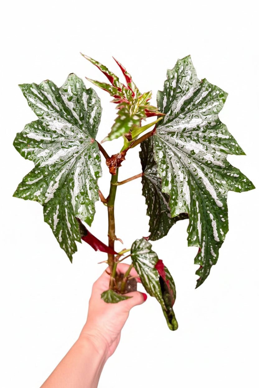 Bengonia Aiai Pflanze mit grünen Blättern und bunten Blüten, im Top bei Exotic-Flowers.
