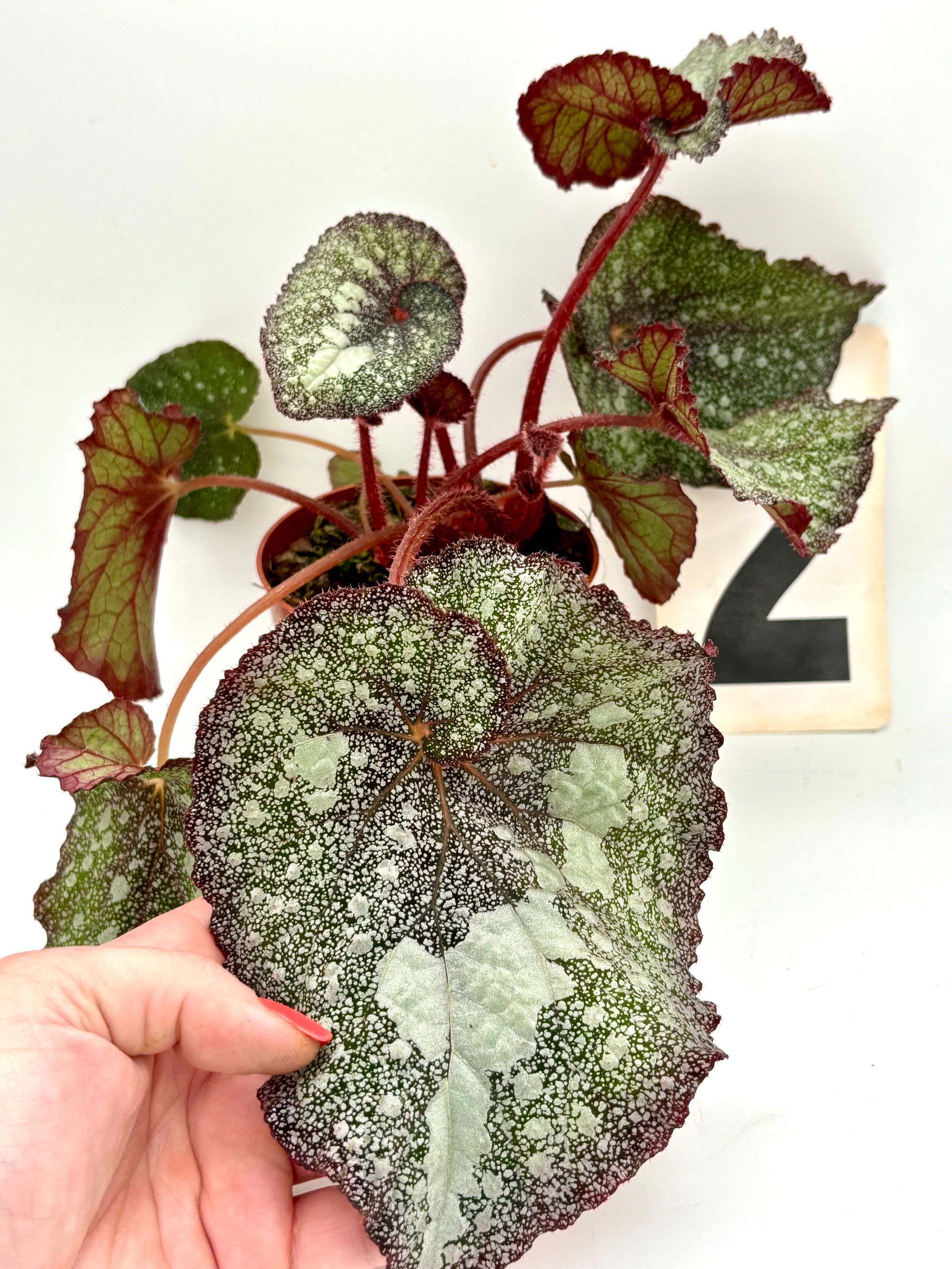 Begonie Speckled von Exotic-Flowers, lebendige Zimmerpflanze mit gesprenkelten Blättern und buntem Laub, Nahaufnahme