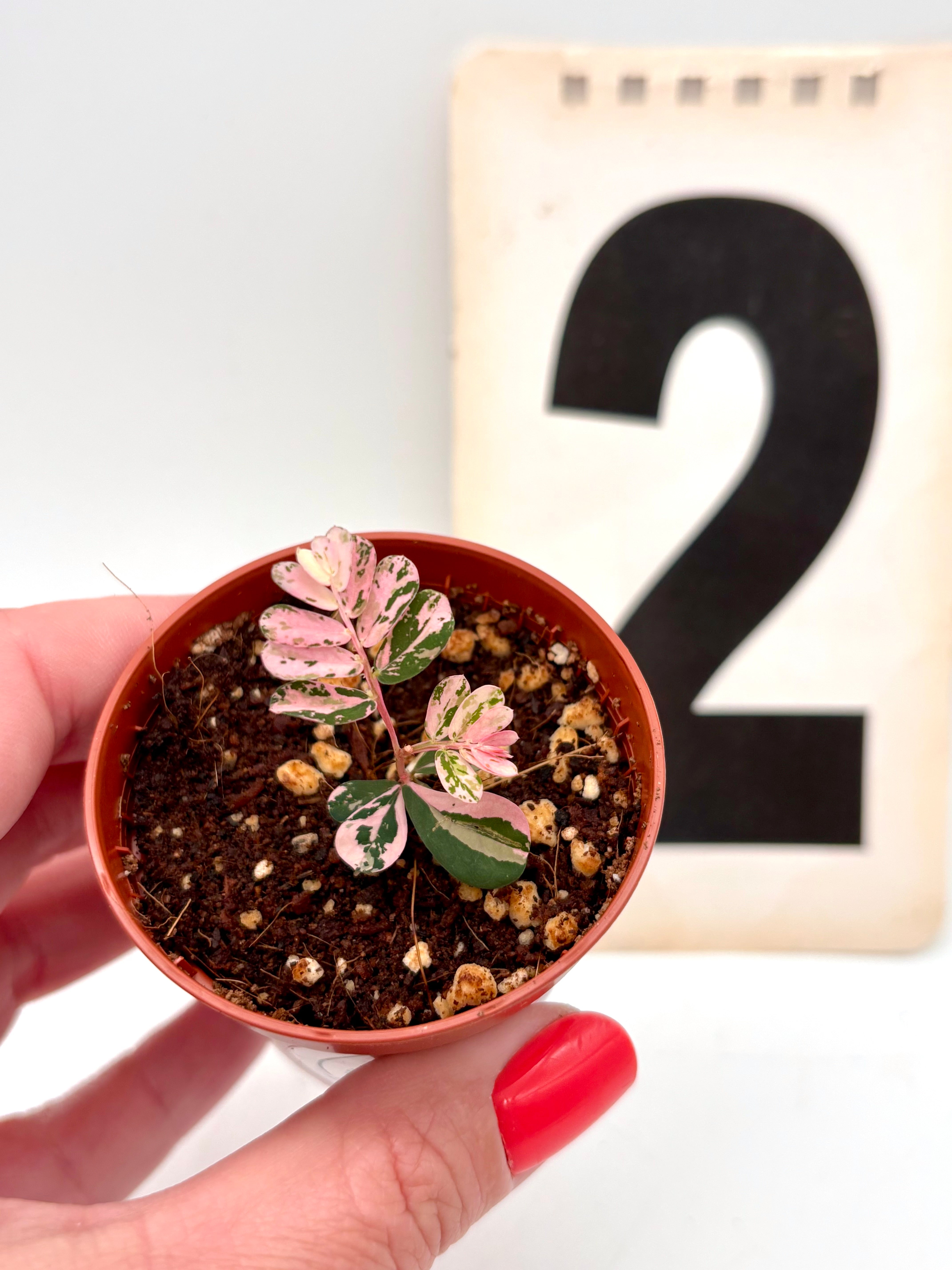 Phyllanthus Urinaria Pink Variegata – Exotic-Flowers