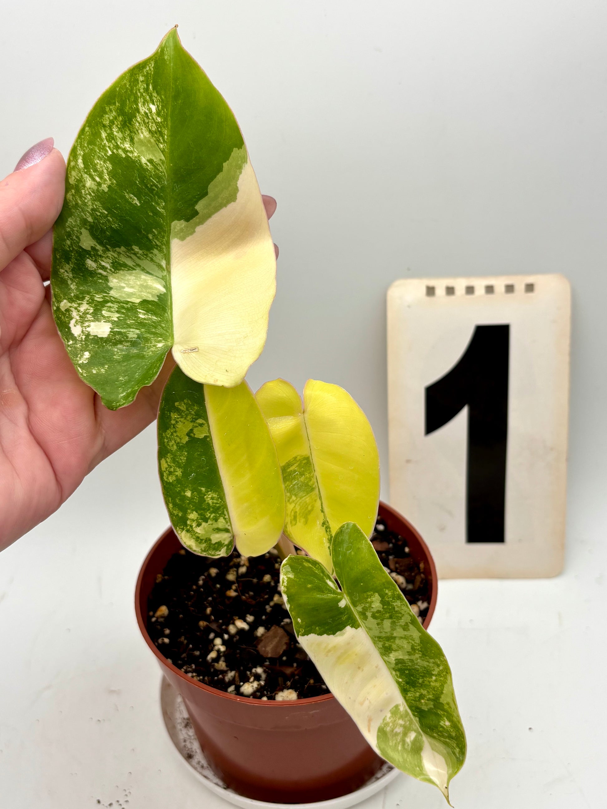 Variegierter Philodendron Burle Marx von Exotic-Flowers, grüne und cremefarbene Blätter, Zimmerpflanze in Topf.