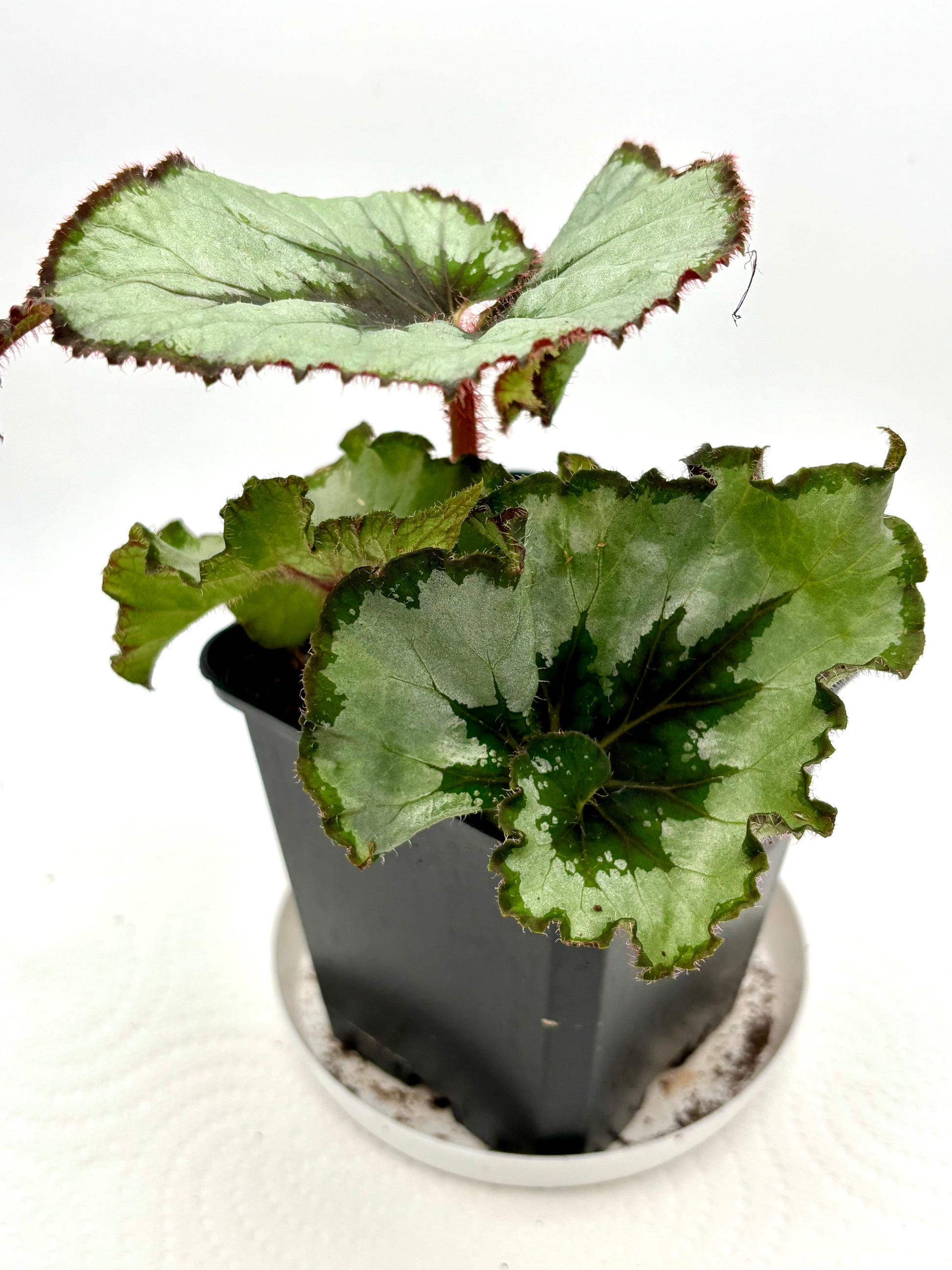 Begonia Rex Hybrid