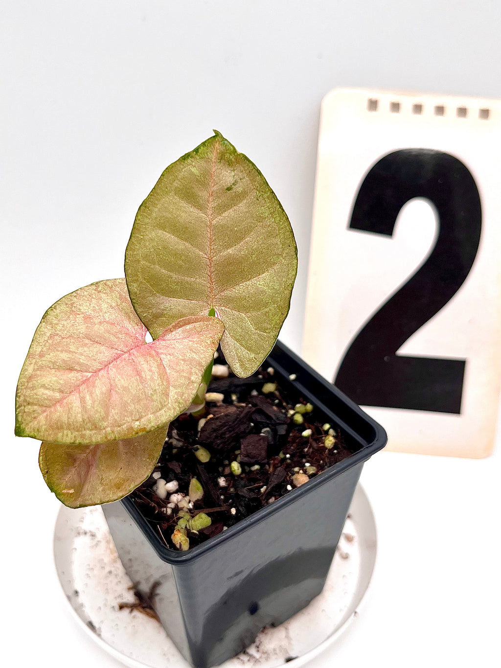 Syngonium Pink Marble