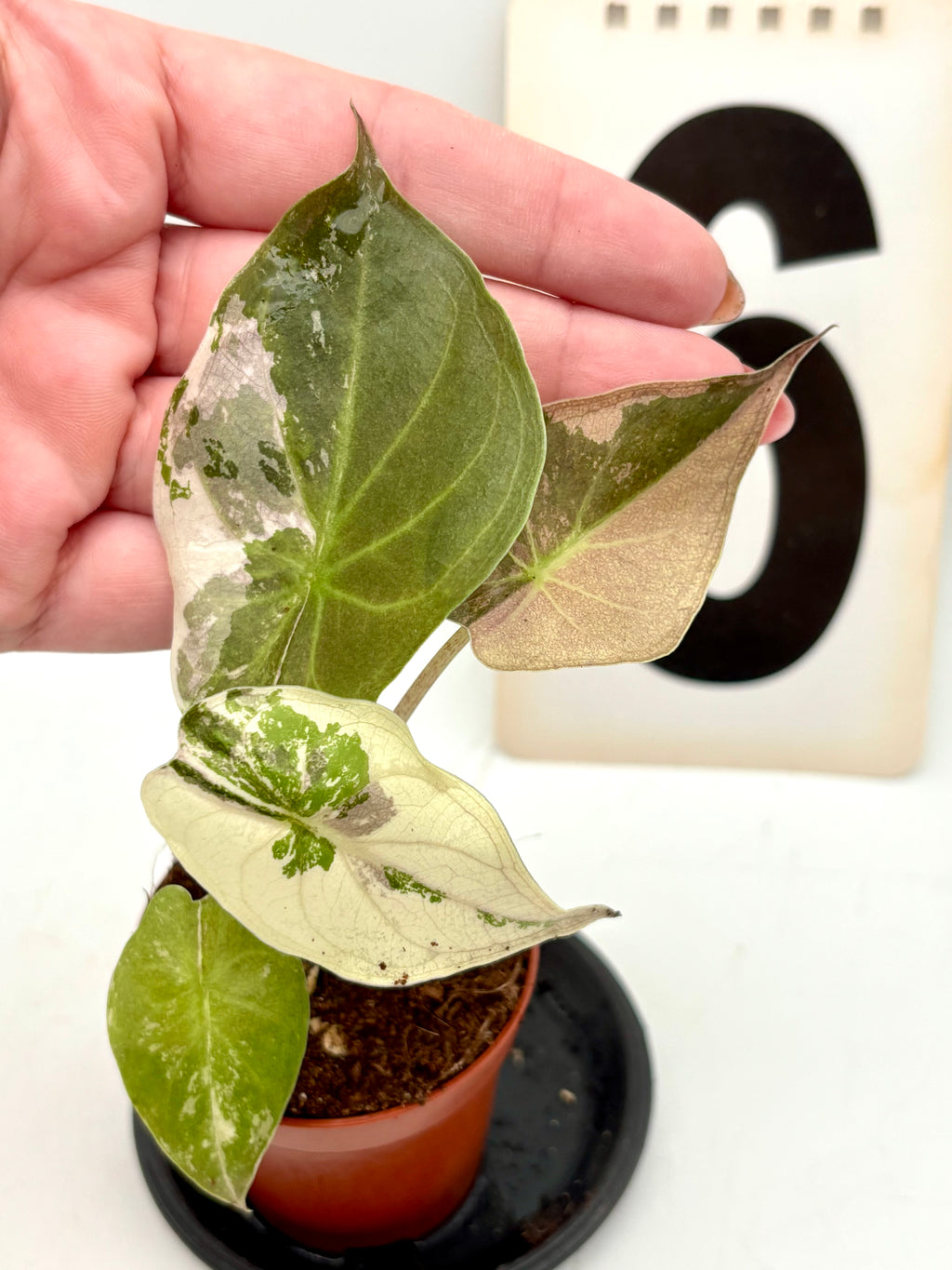 Alocasia Wentii Albo / Pink Variegata