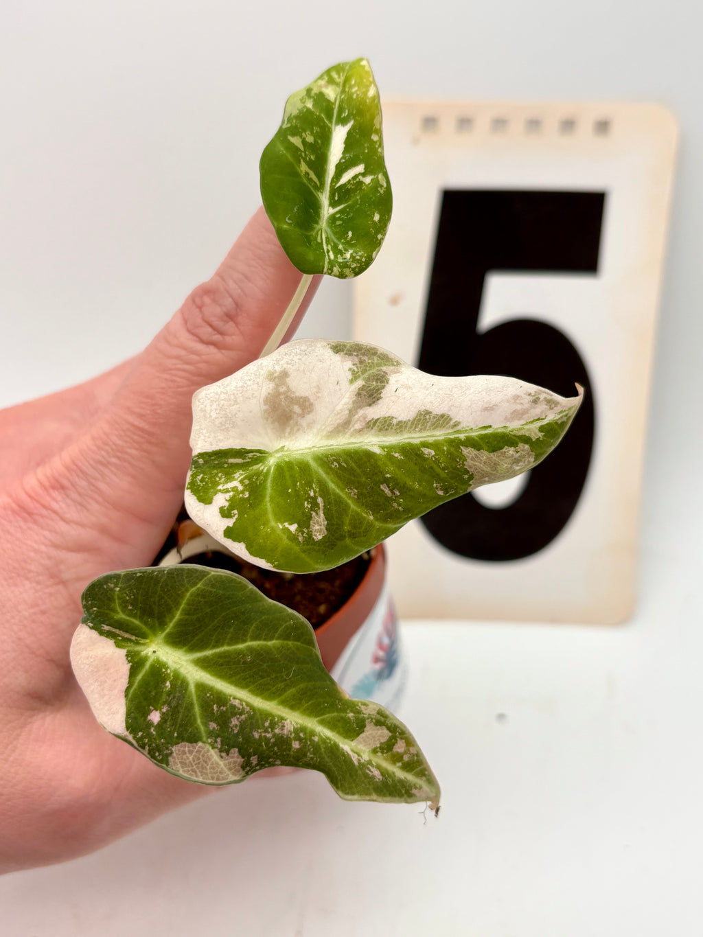 Alocasia Black Velvet Variegata Pflanze mit schwarzen, samtigen Blättern und weißen Variegationsmustern, im Topf aufgestellt.