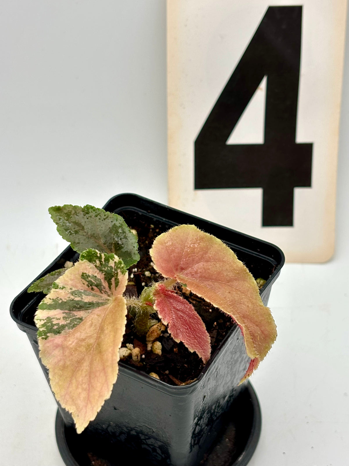 Variegierte Begonie Ginny Galaxy von Exotic-Flowers mit grünen und cremefarbenen Blättern, detailreiche Aufnahme.