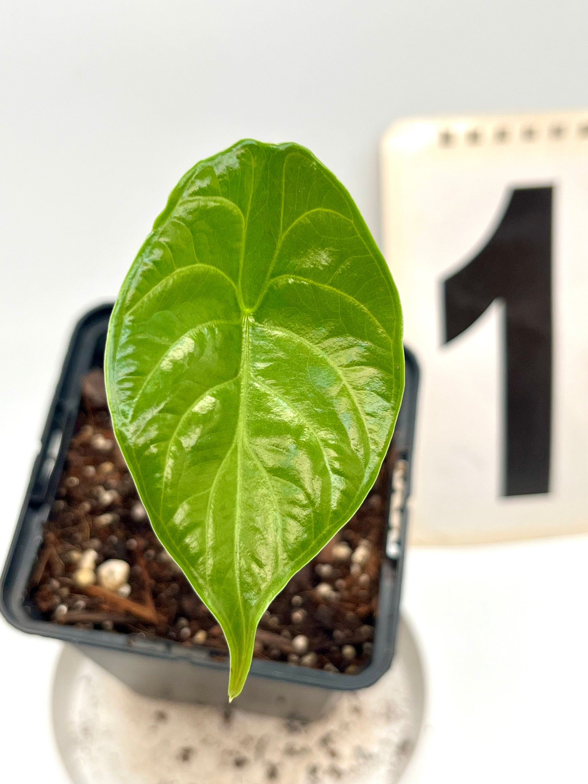 Alocasia Green Unicorn (Azlanii x Dragon Scale)