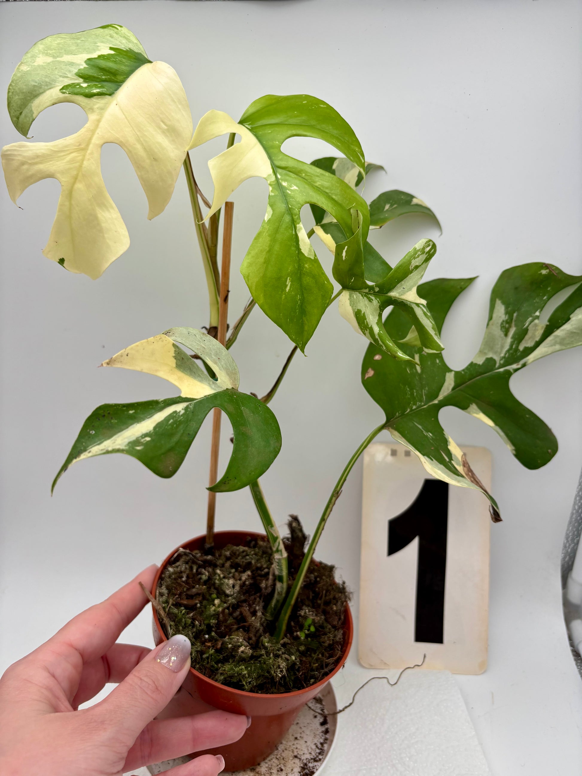 Rhaphidophora Tetrasperma Albo Variegata, Monstera Minima, mit grünen und weißen variegierten Blättern, im Top auf Naturhintergrund