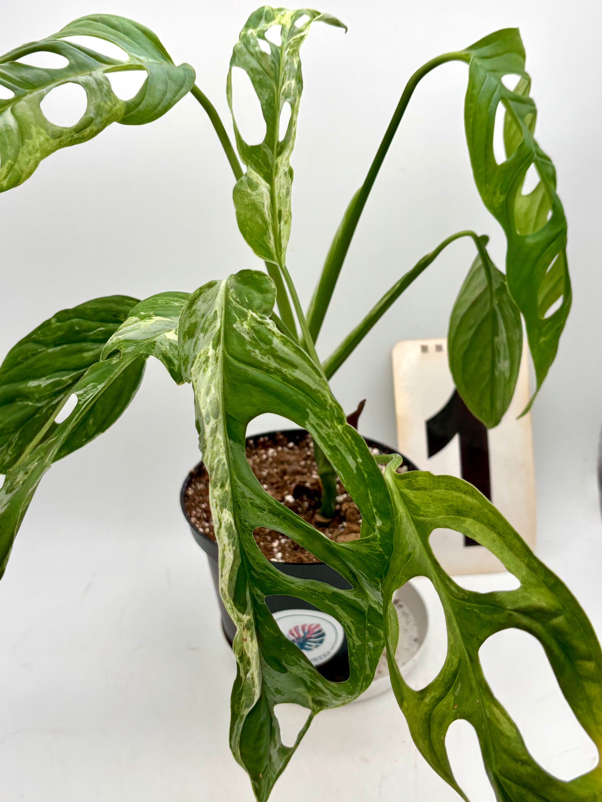 Grüner Monstera Adansonii Indonesian Marble Pflanze mit weißen und grünen marmorierten Blättern von Exotic-Flowers