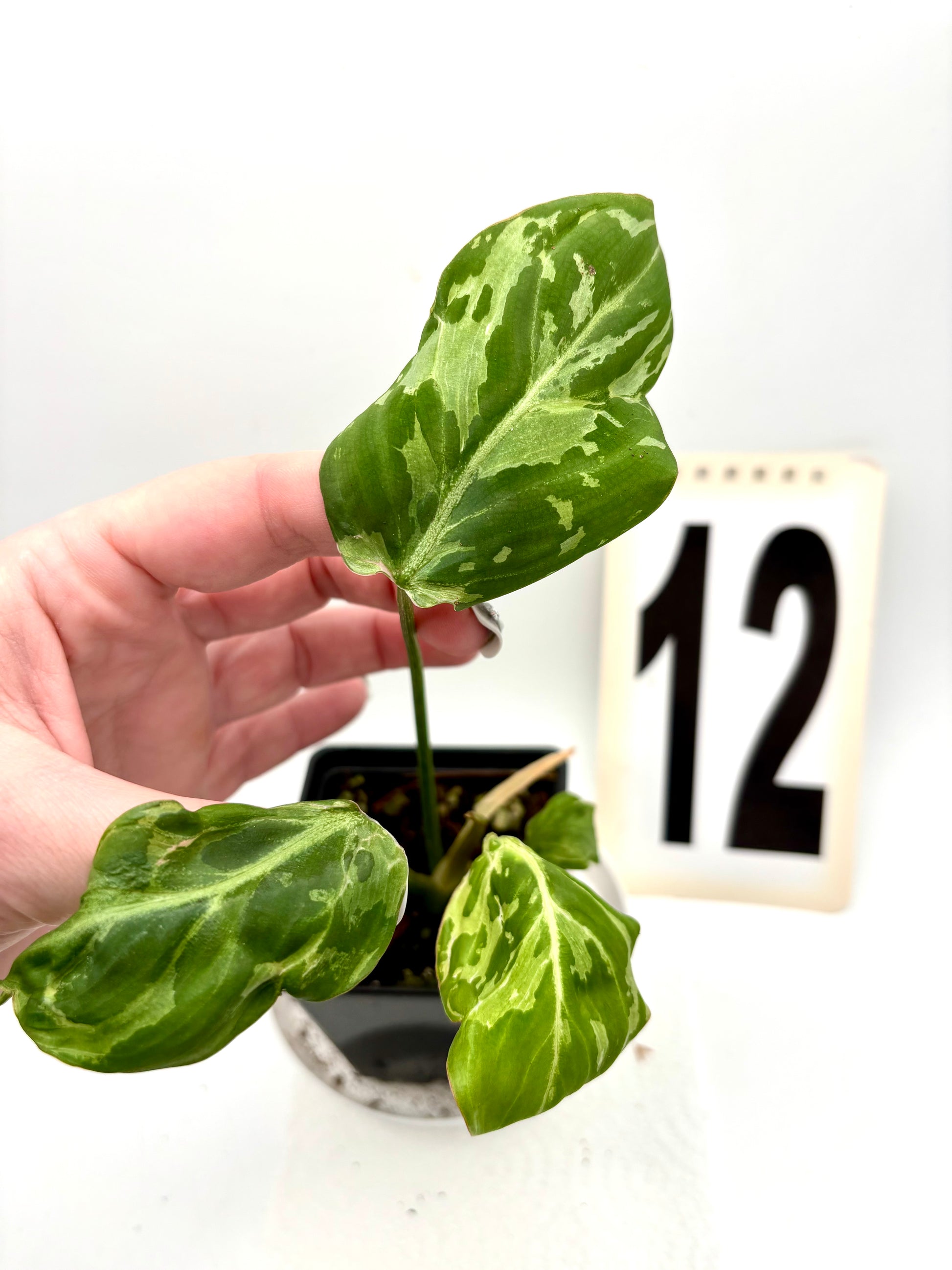 Philodendron Gloriosum Variegata / Snow Leopard