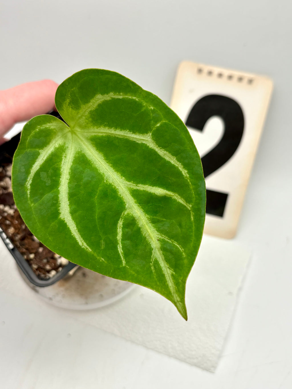 Anthurium Magnificum - Exotic-Flowers