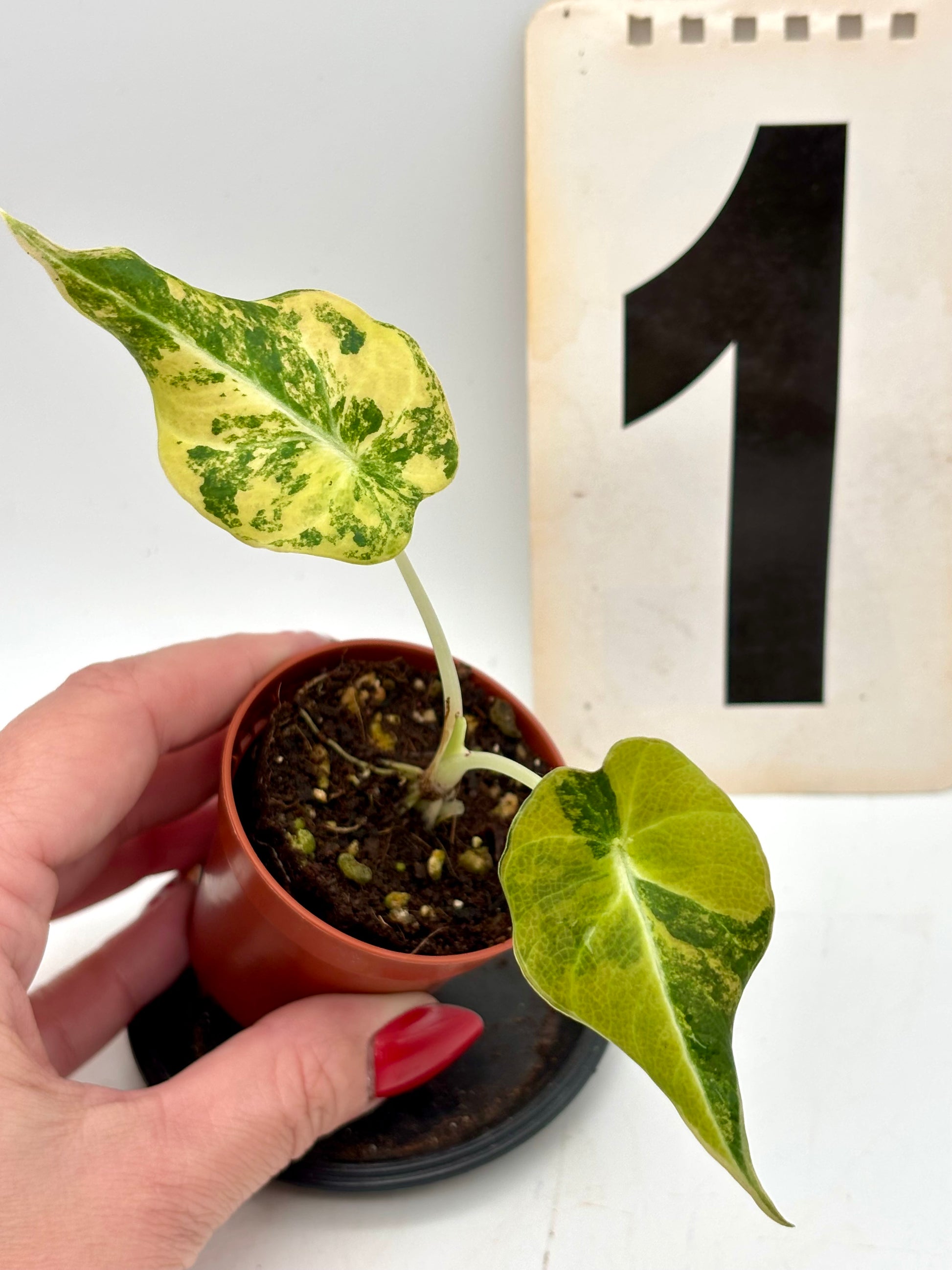 Alocasia Black Velvet Aurea Variegata
