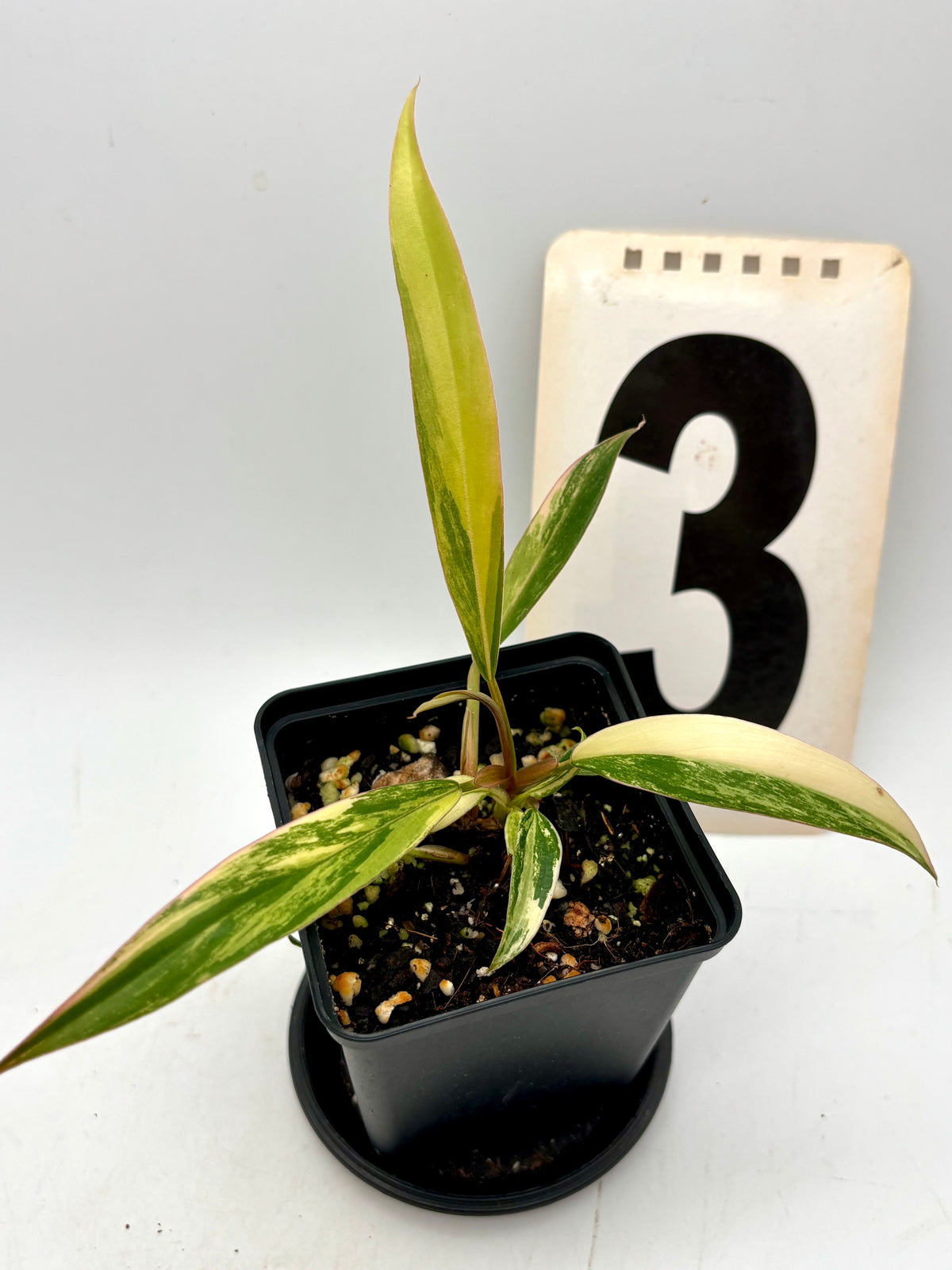 Philodendron Caramel Marble von Exotic-Flowers, grüne Pflanze mit marmorierten Blättern, im Topf auf einem Tisch sichtbar