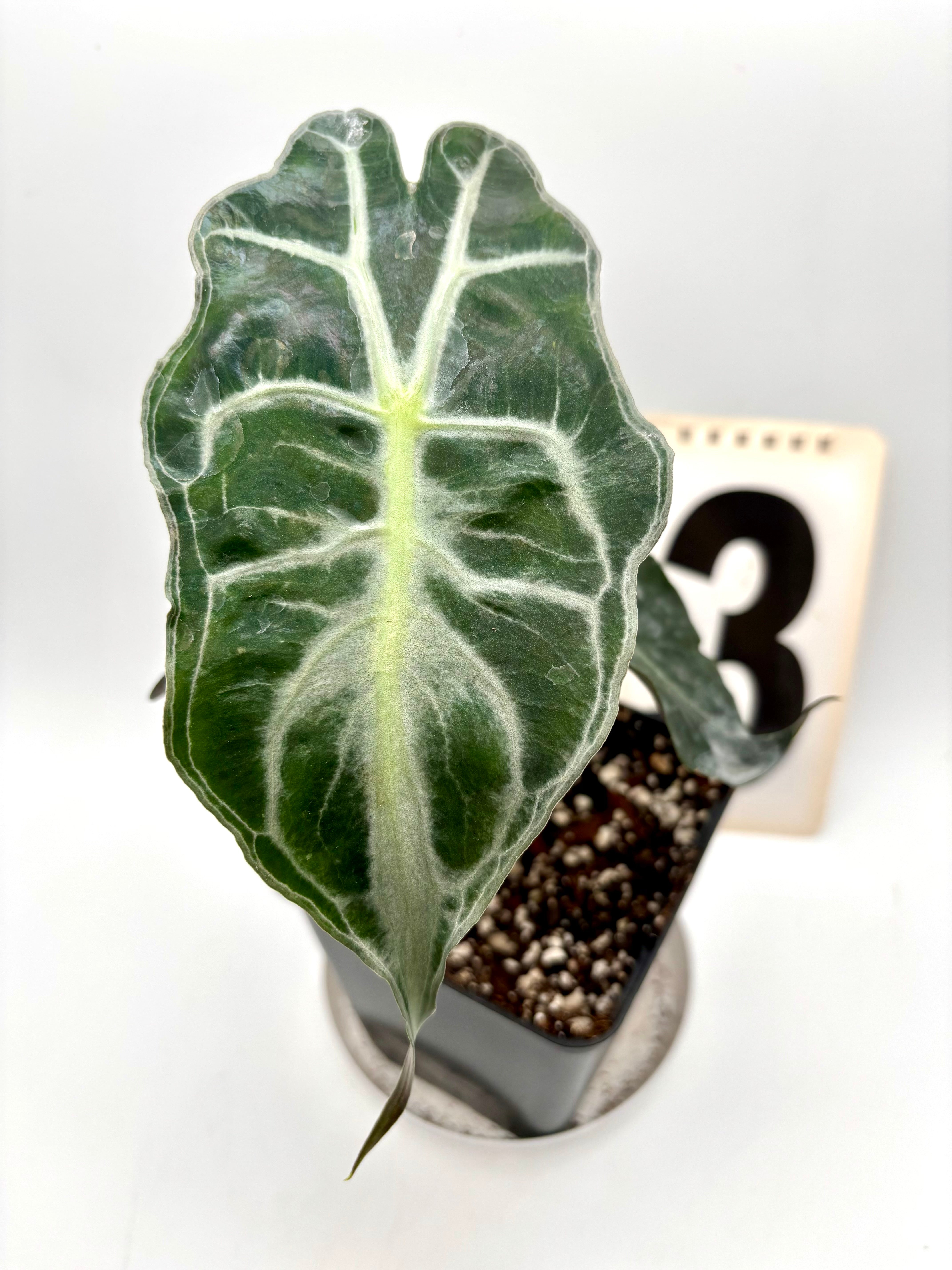 Alocasia Venom – Exotic-Flowers