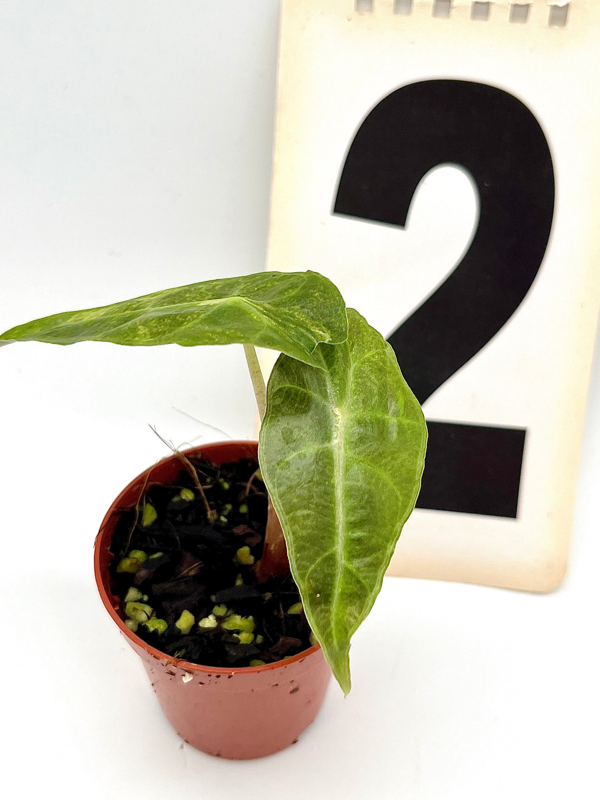 Alocasia Polly Aurea Variegata