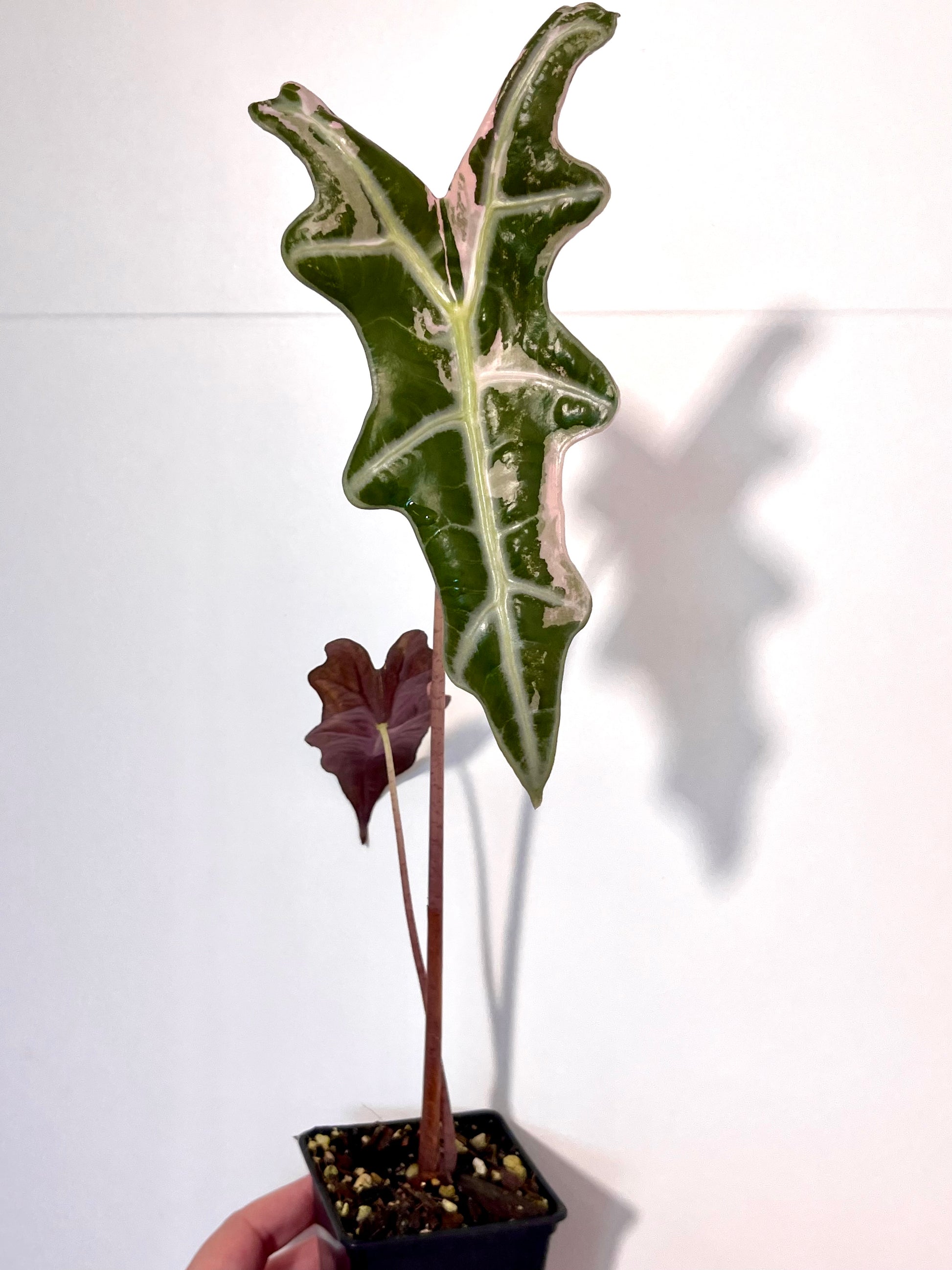 Alocasia Nobilis Variegata
