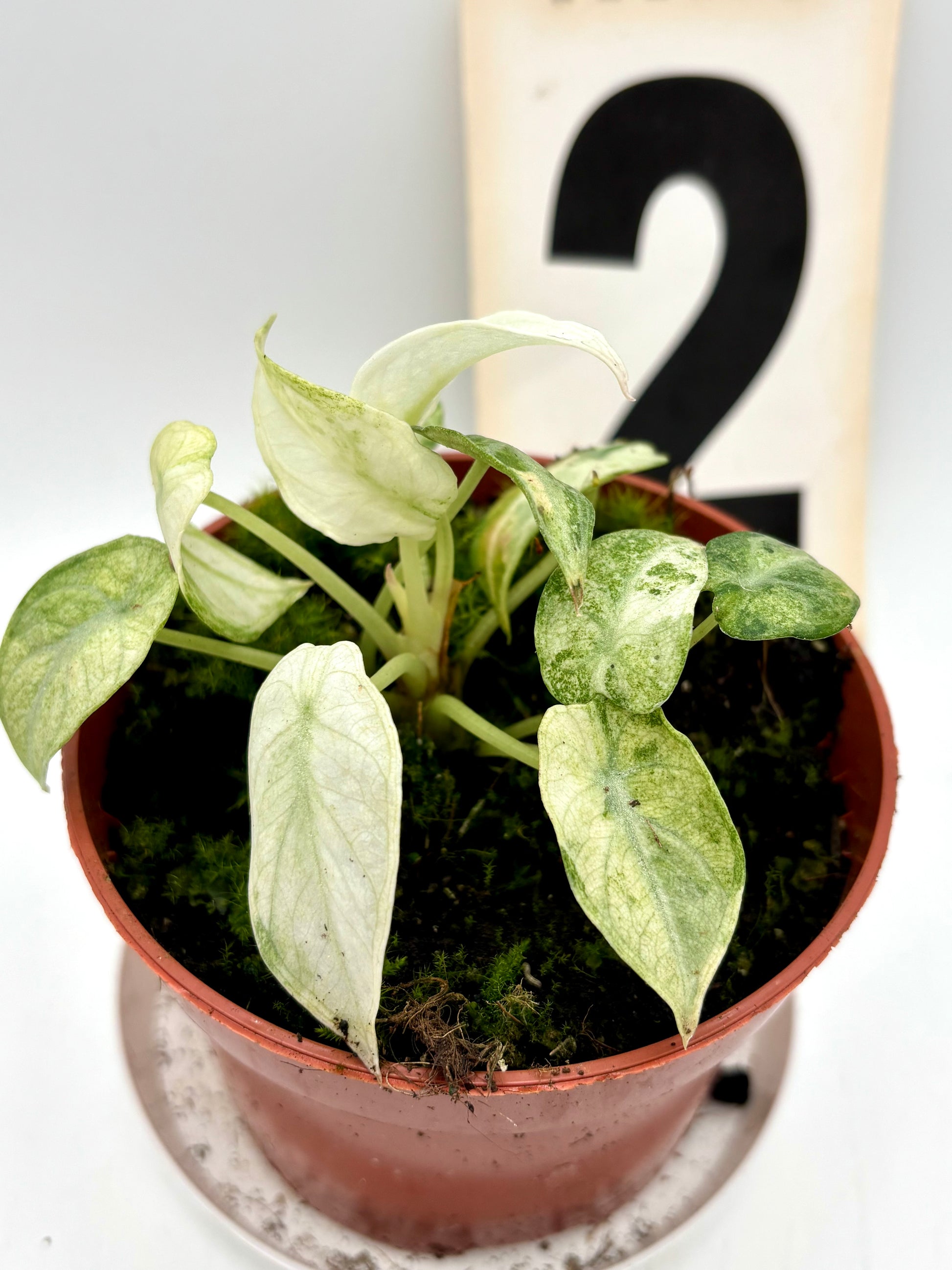 Alocasia Ninja Tricolor Variegata - Exotic-Flowers