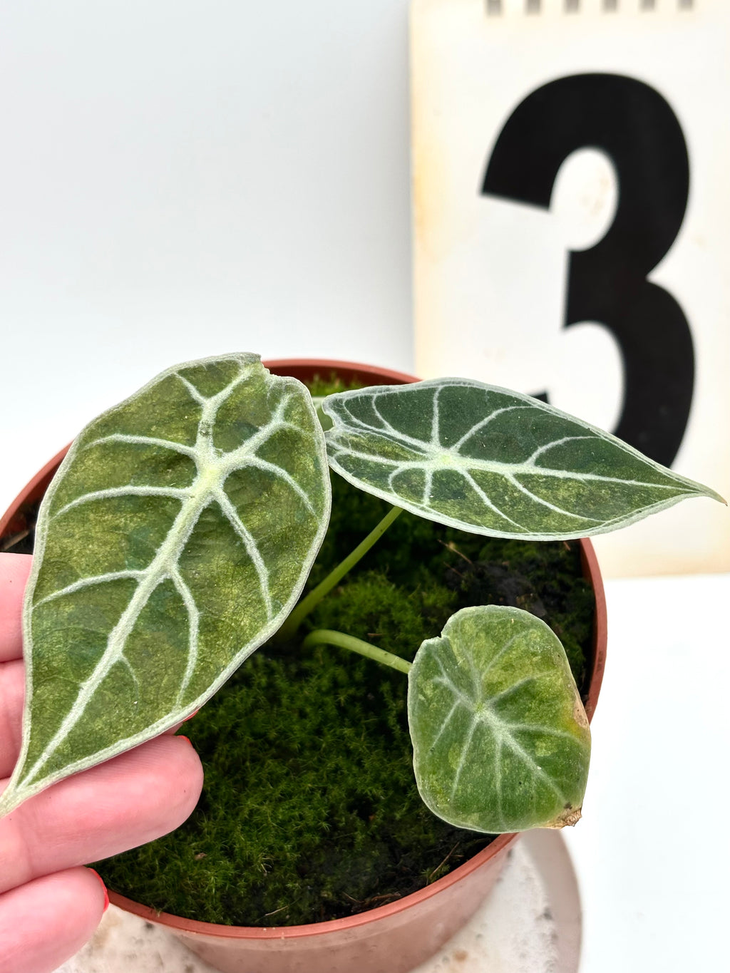 Alocasia Watsoniana Lightning Variegata Pflanze mit grünen und weißen variierten Blättern, im Topf, auf natürlichem Hintergrund