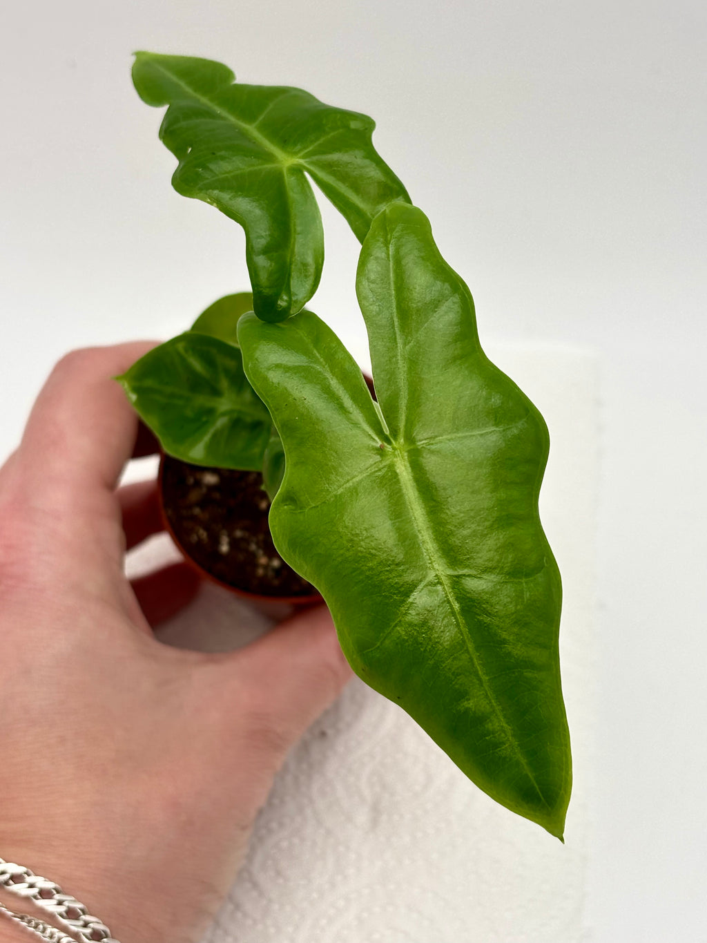 Alocasia Portei