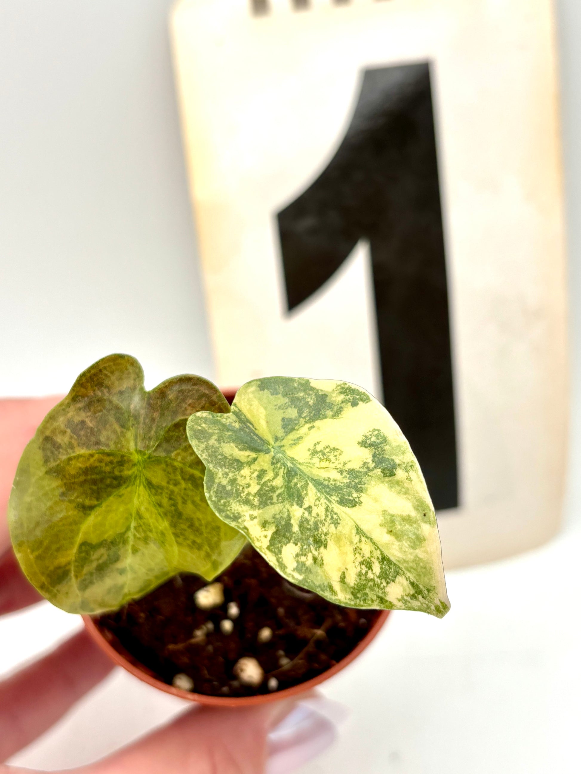 Alocasia Cuprea Golden Latte Variegata