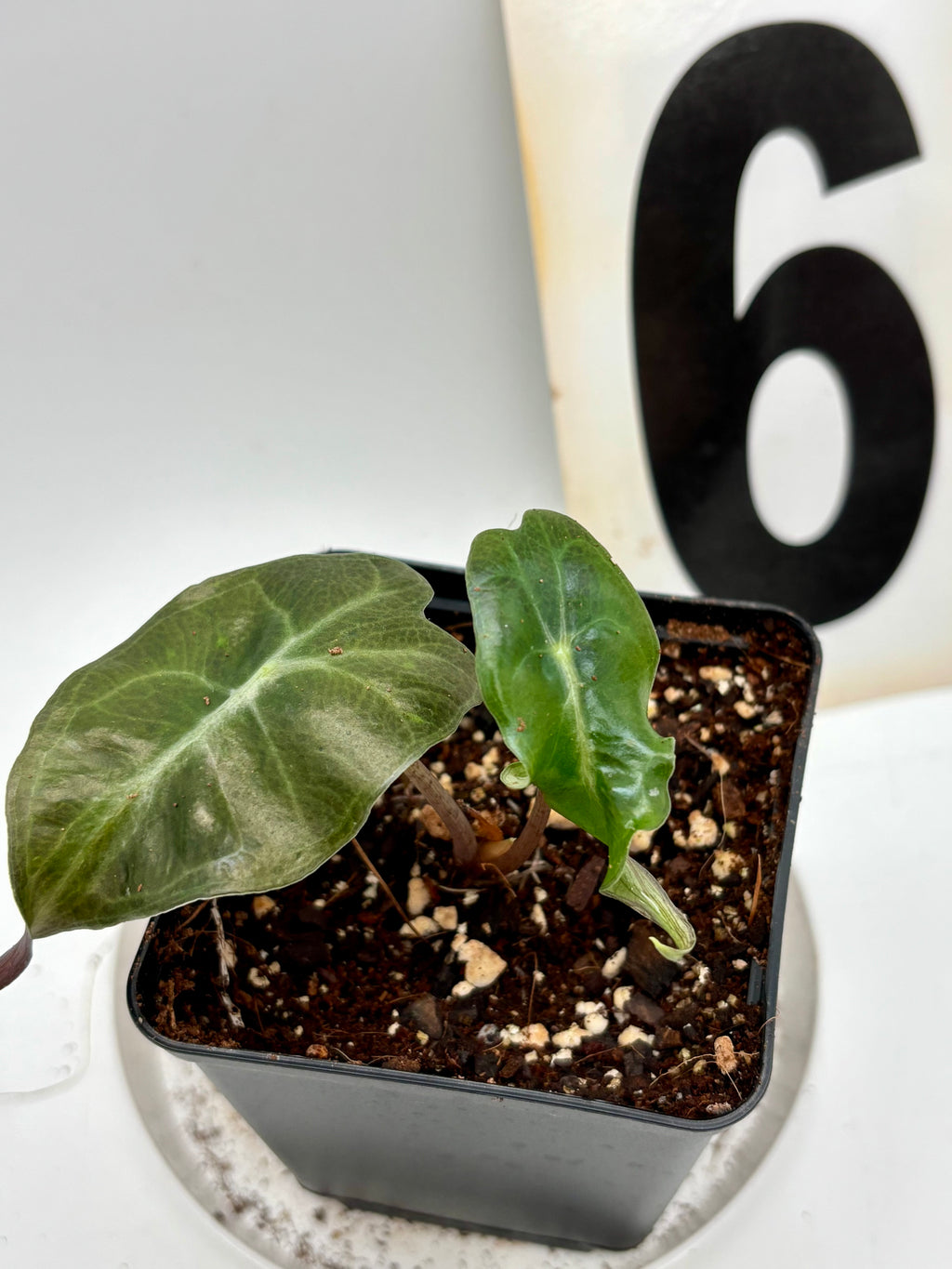 Alocasia Venom - Exotic-Flowers