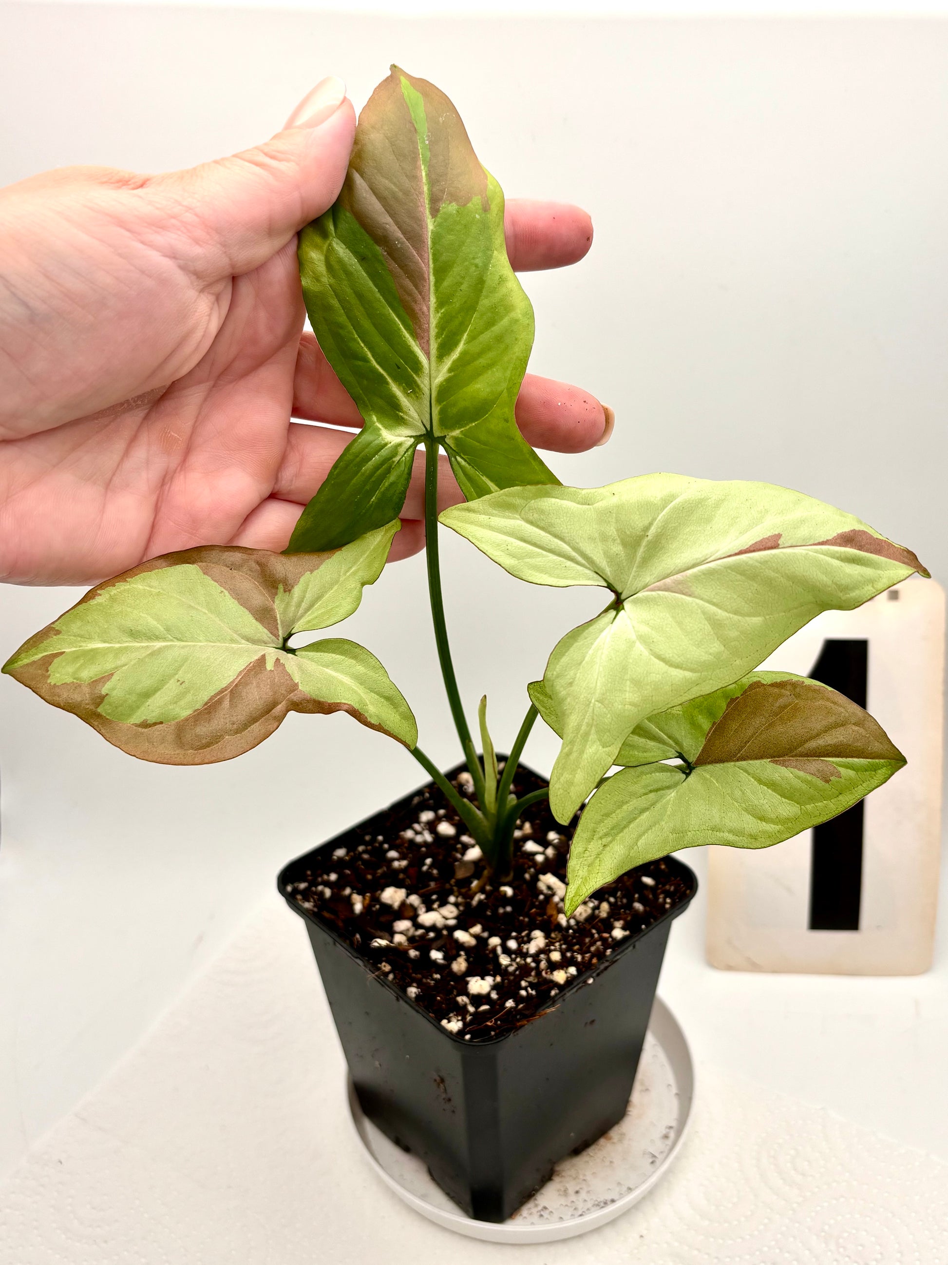 Syngonium Strawberry Milk