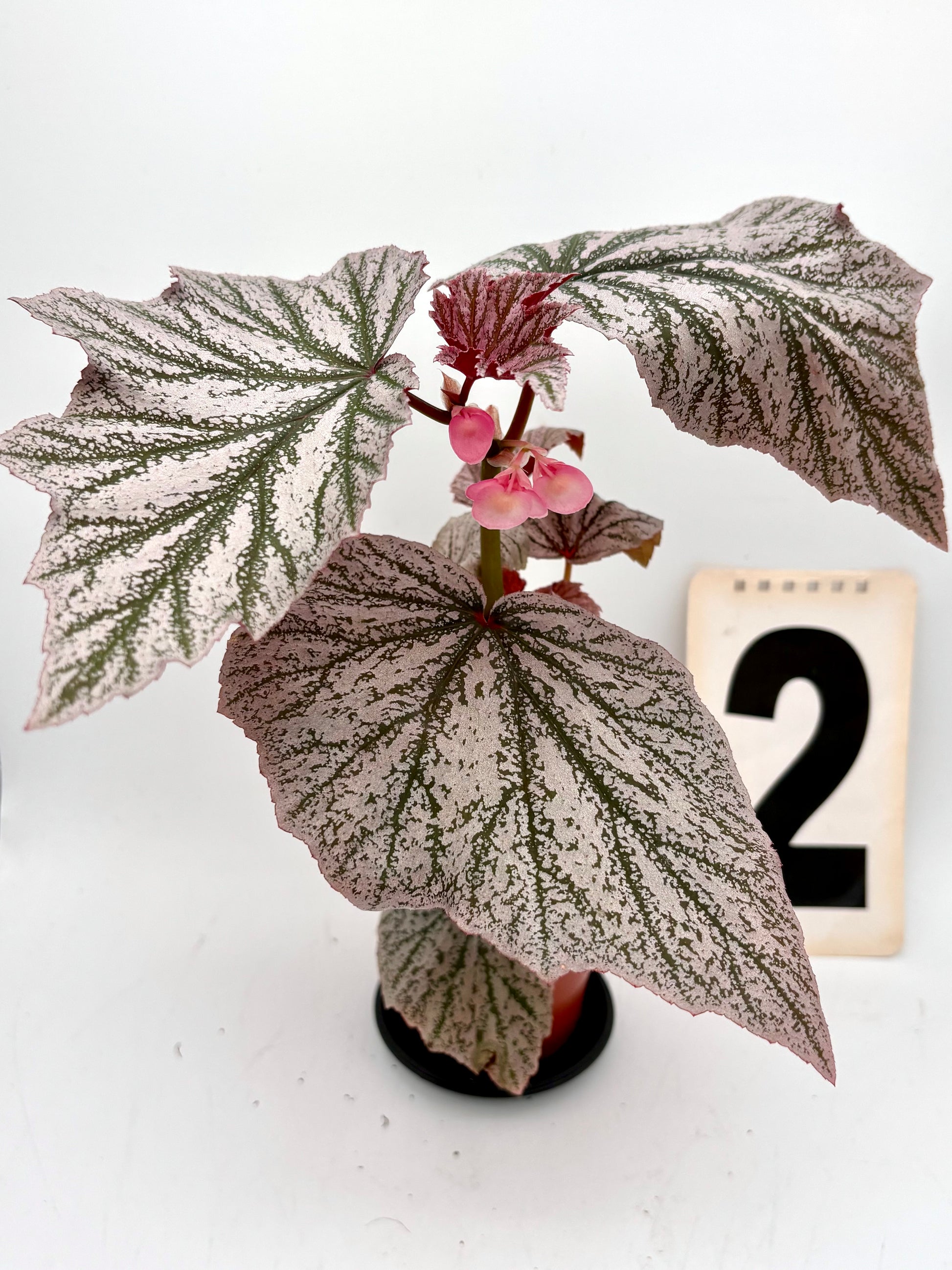 Bengonia Pink Minx Pflanze mit pinken Blüten, Exotic-Flowers, schöne Zimmerpflanze mit bunten Blüten.