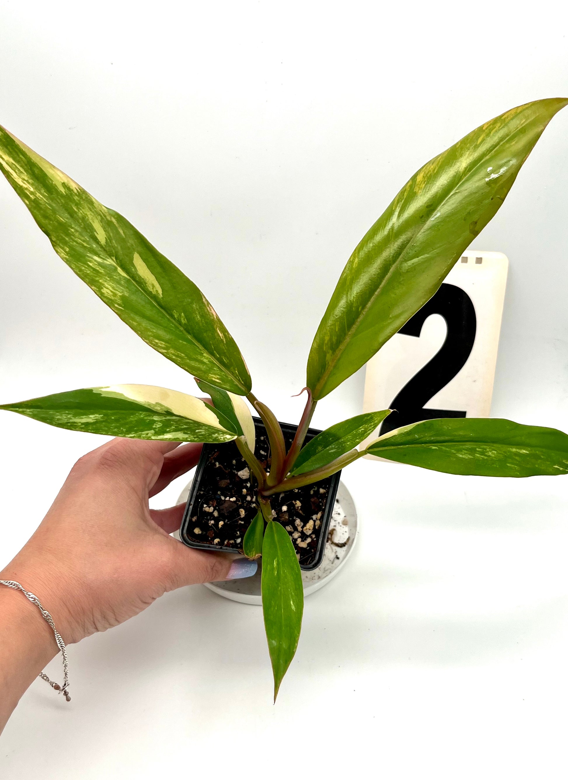 Philodendron Caramel Marble