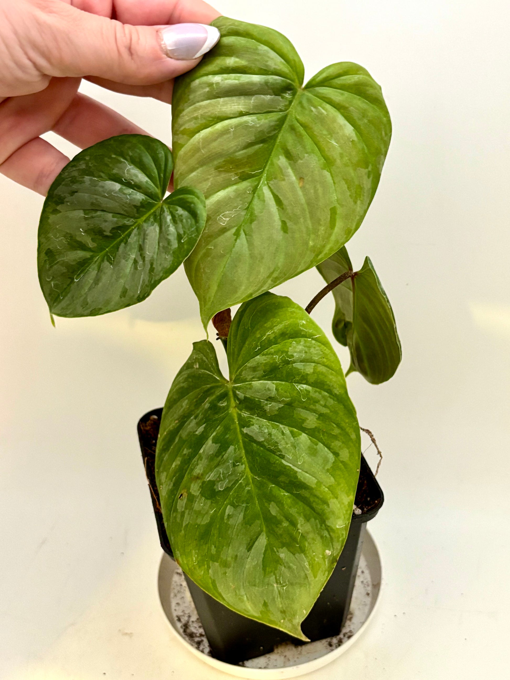 Großer Philodendron Majestic von Exotic-Flowers mit grünen, herzförmigen Blättern in einer Topfpflanze.