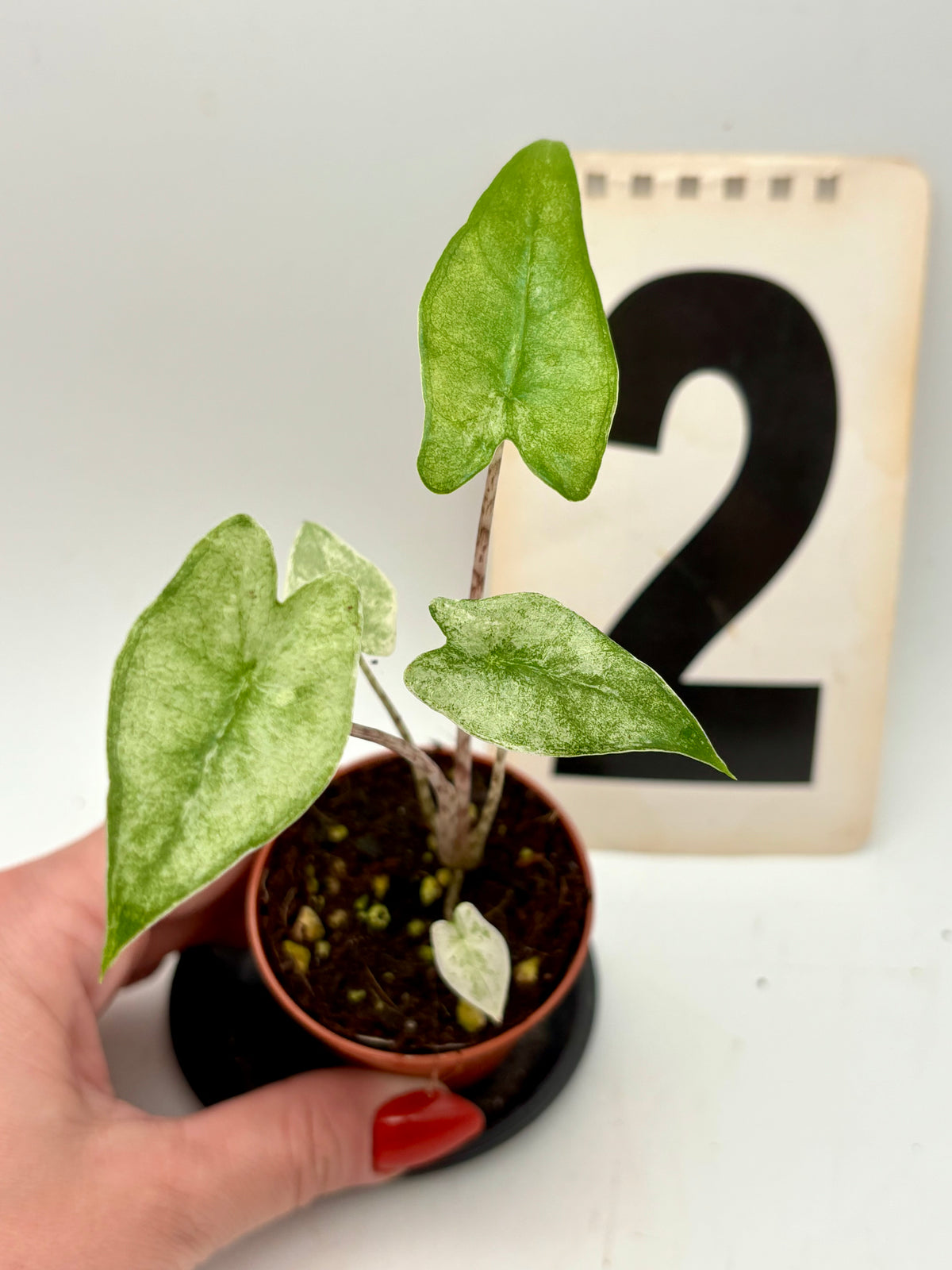 Alocasia Zebrina Mint Variegata Pflanze mit grün-weißen Blättern und markanten Zebramustern, von Exotic-Flowers.