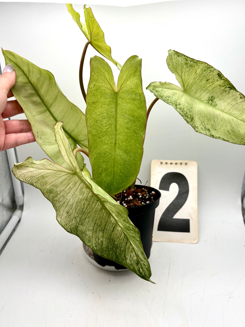 Philodendron Paraiso Verde Albo / Mint Variegata