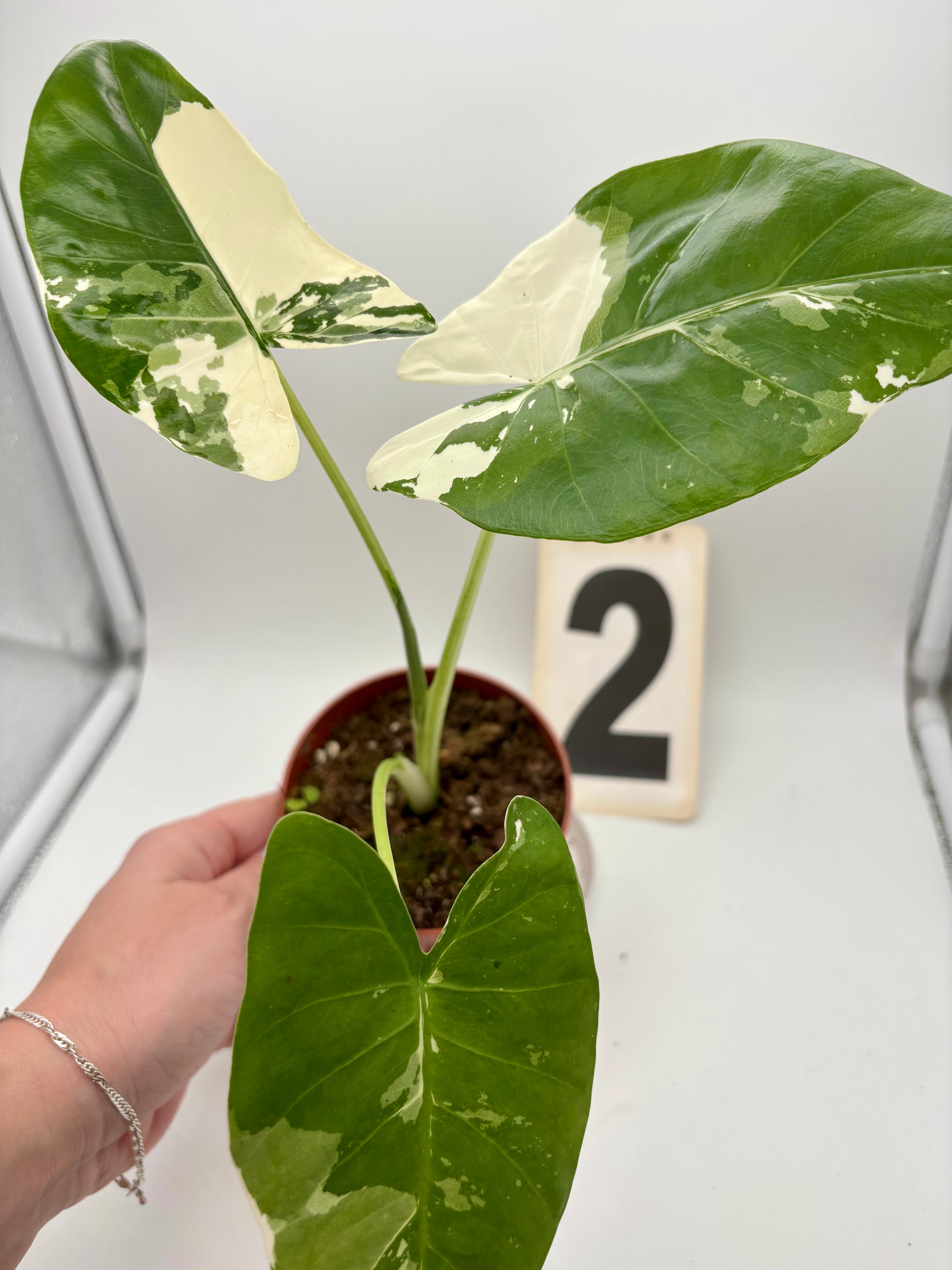 Alocasia Macrorrhiza Albo Variegata