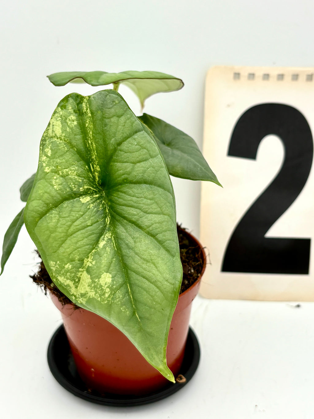 Alocasia Platinum Aurea Variegata Pflanze mit grünen und goldenen Blättern, exotische Zimmerpflanze von Exotic-Flowers