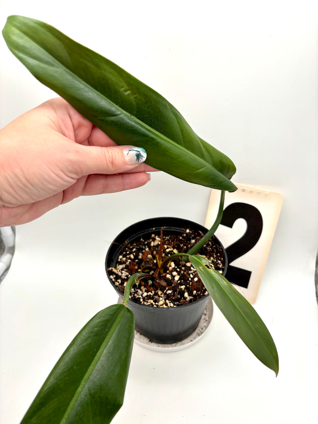 Philodendron Bicolor