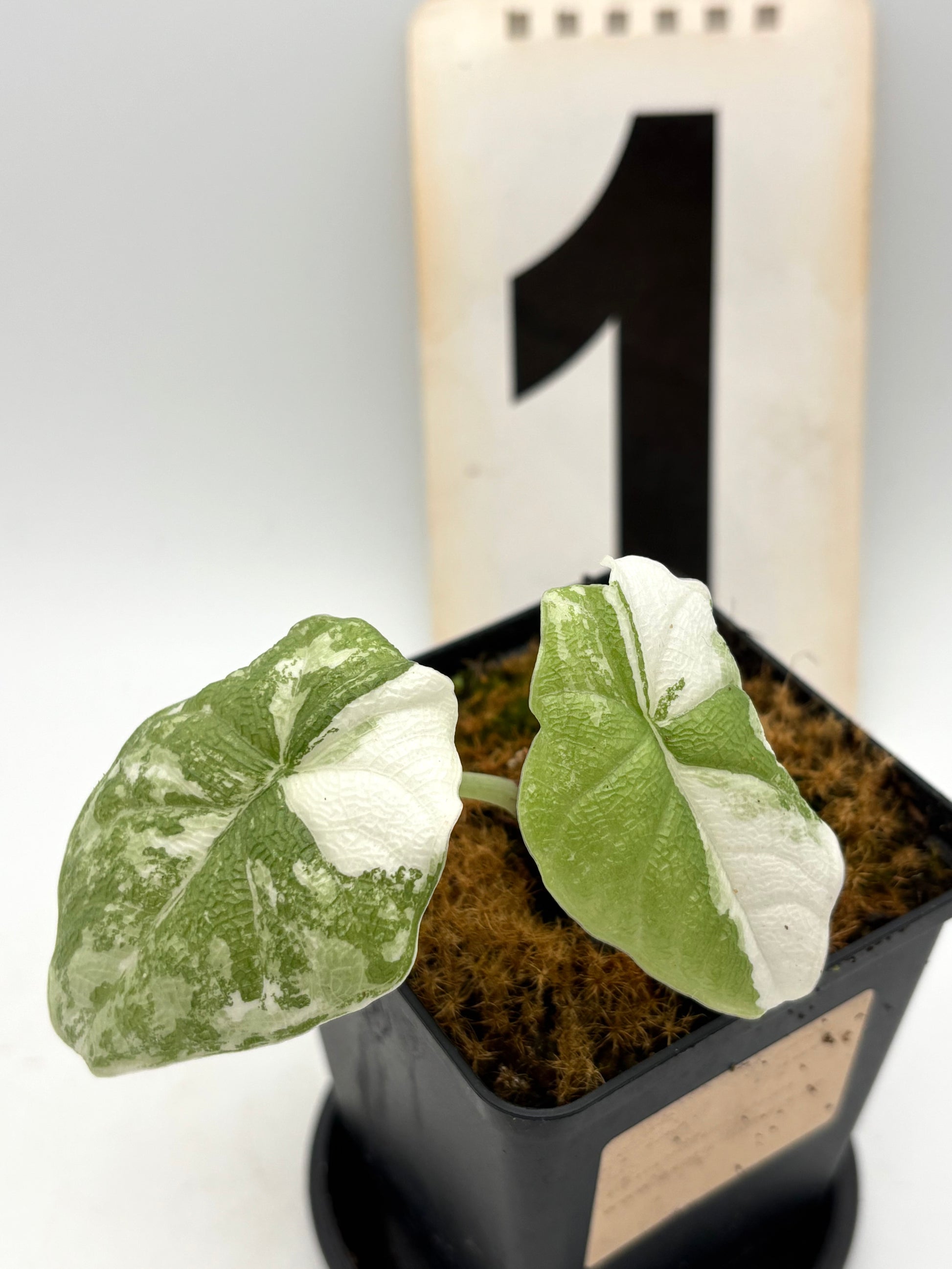 Alocasia Melo Albo Variegata Pflanze mit großen grün-weißen, variegierten Blättern, im Topf auf einem Holztisch.