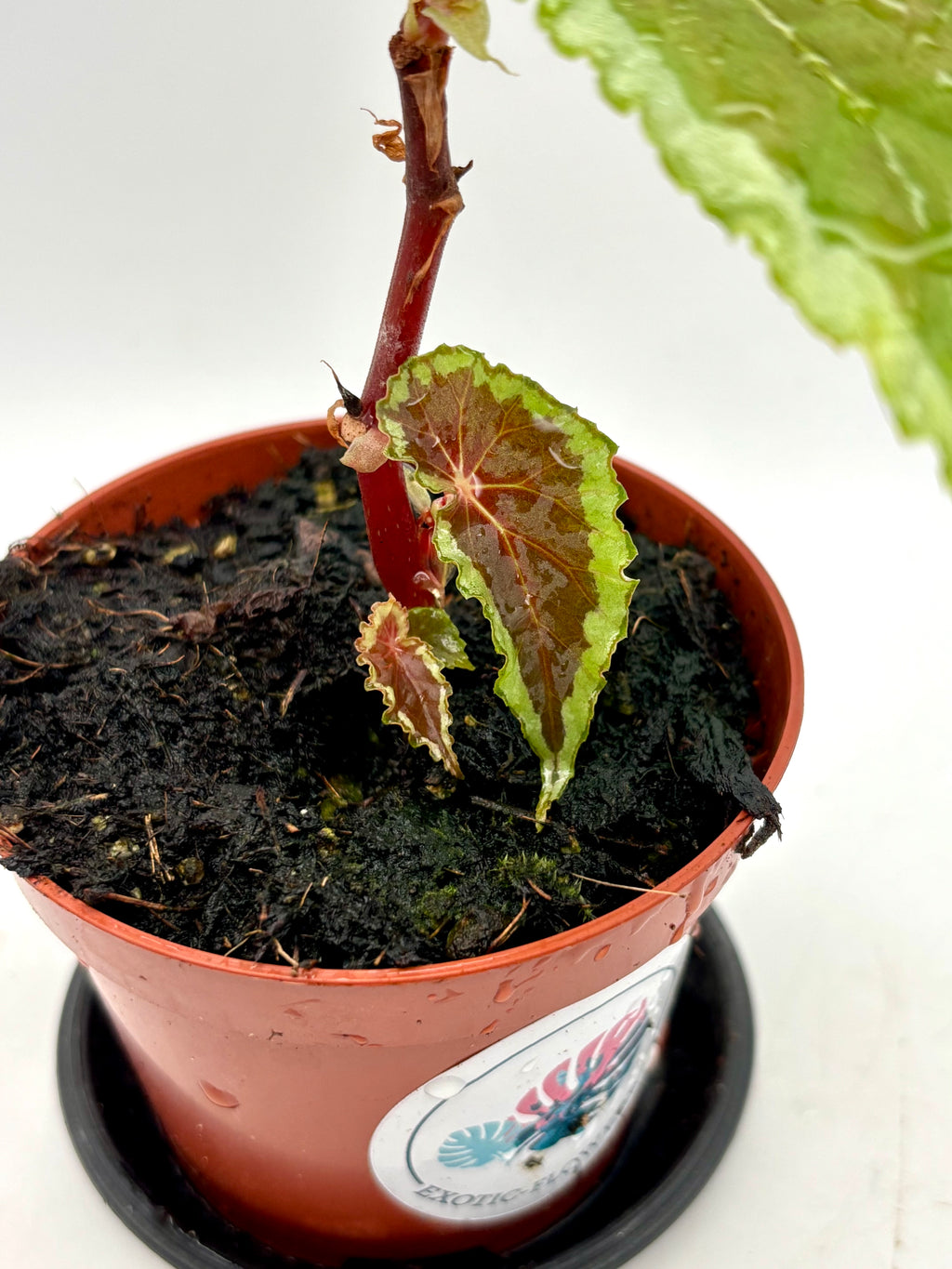 Exotische Begonia Baramensis von Exotic-Flowers mit grünen Blättern und roten Blüten, detailreiche Nahaufnahme
