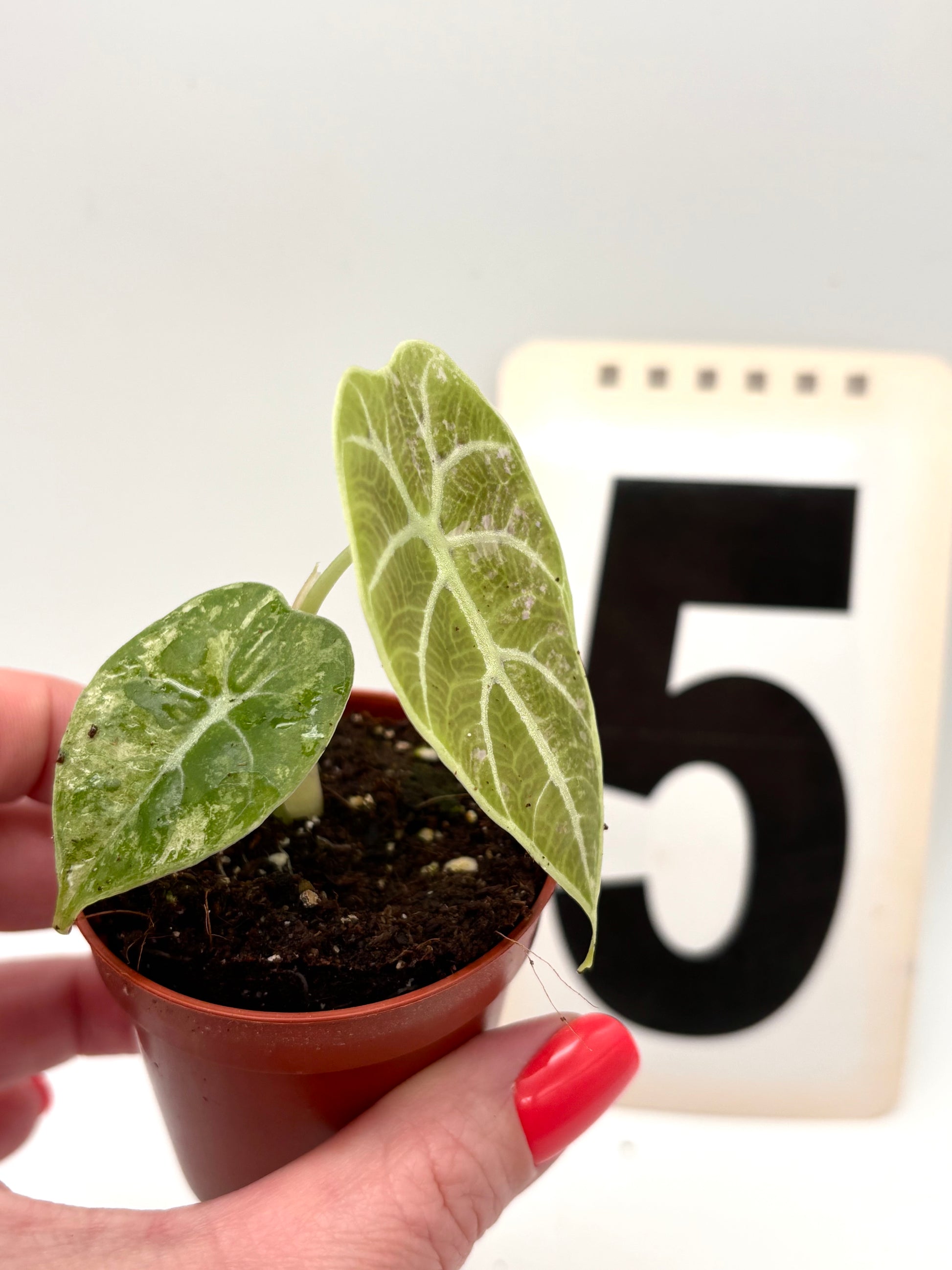Alocasia Watsoniana Doff Variegata