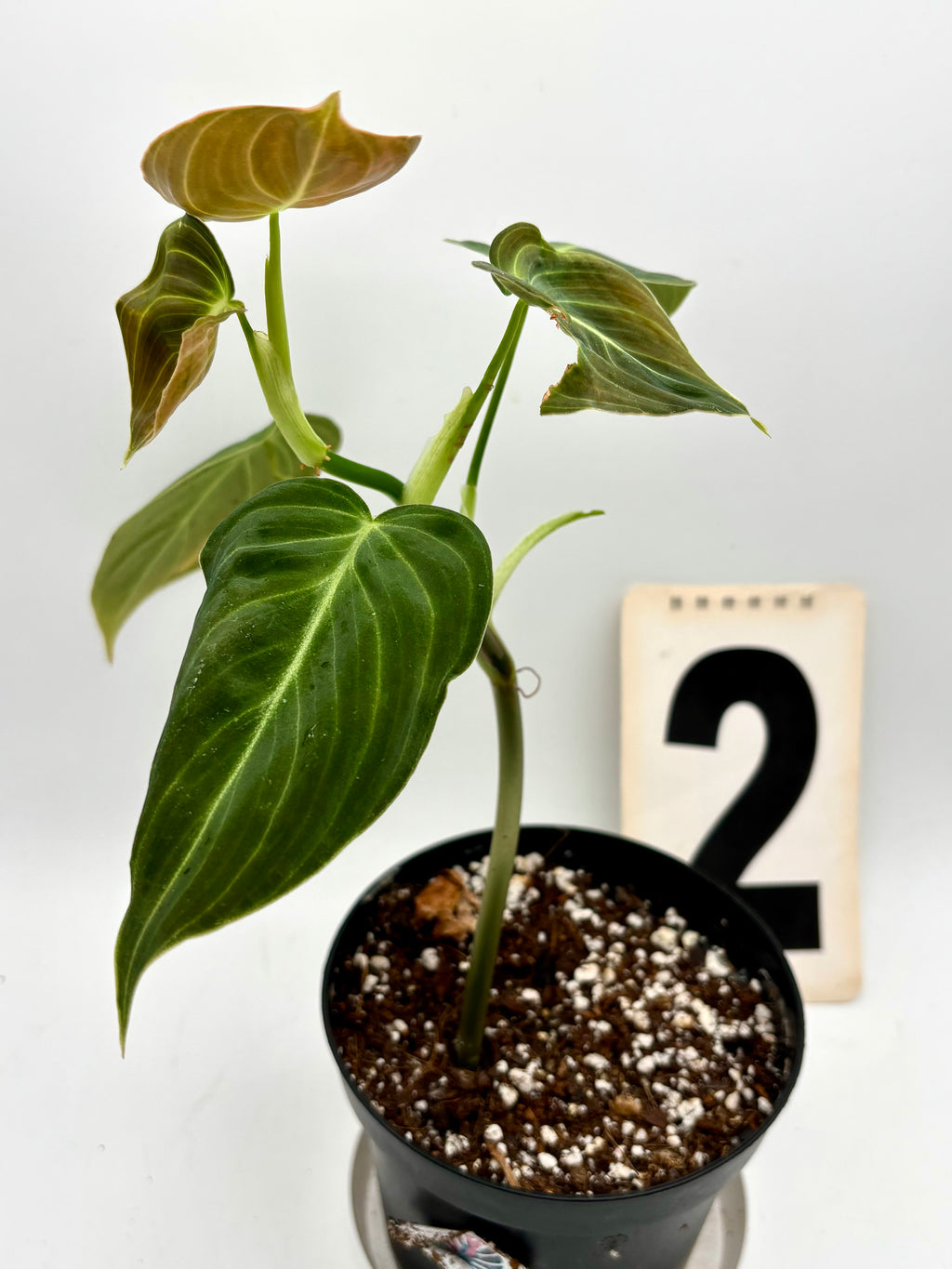 Philodendron Melanochrysum - Exotic-Flowers
