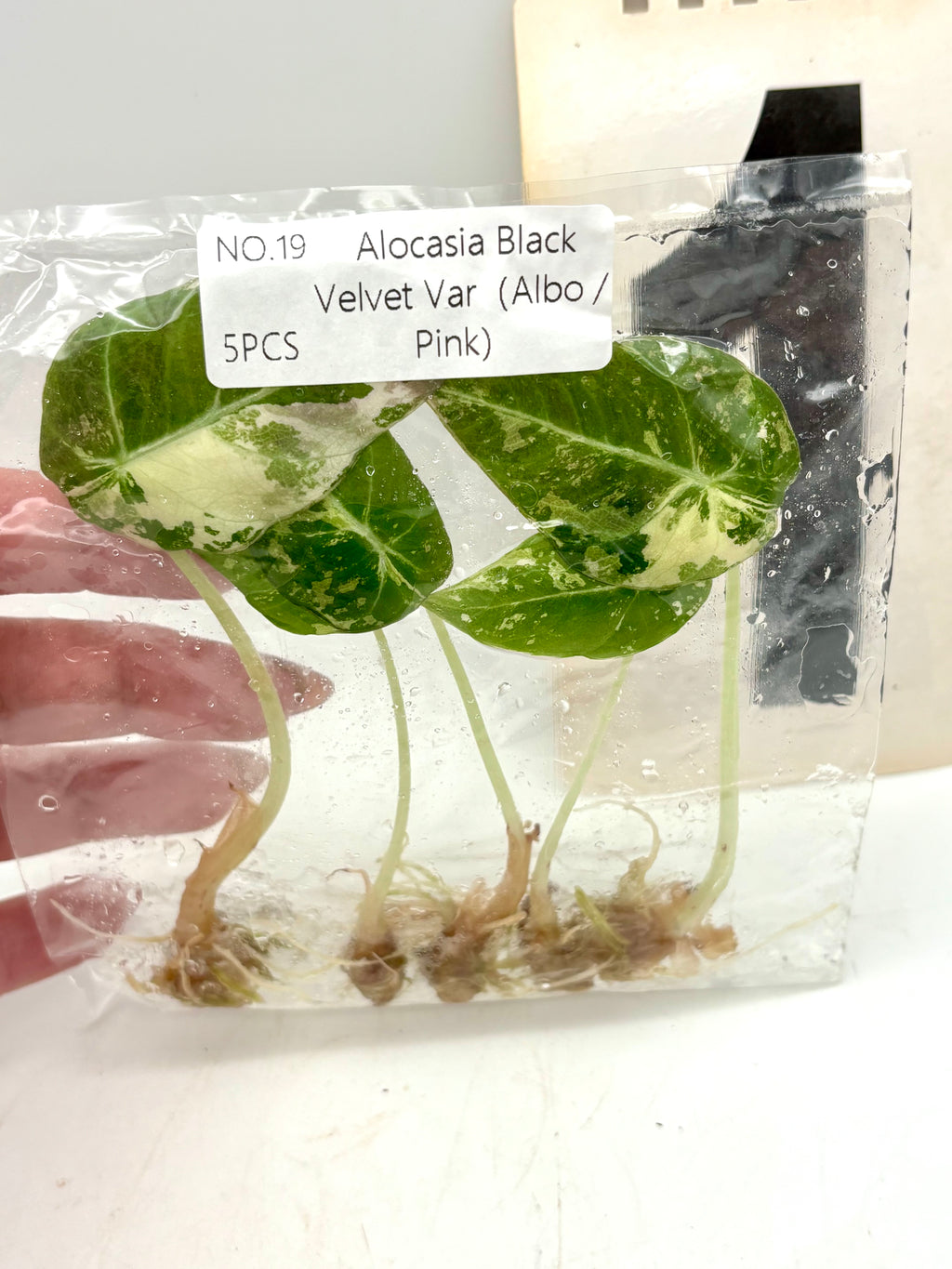 TC - 5 Stück - Alocasia Black Velvet Albo / Pink Variegata
