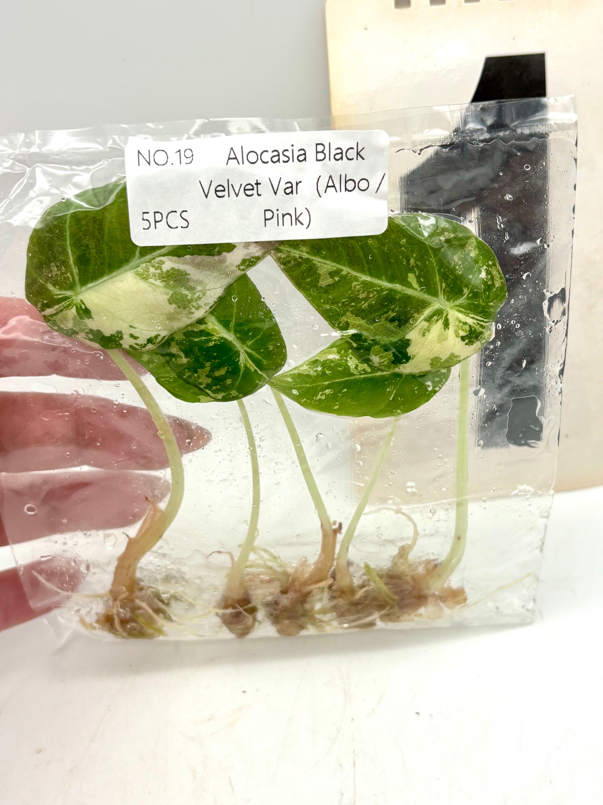 TC - 5 Stück - Alocasia Black Velvet Albo / Pink Variegata