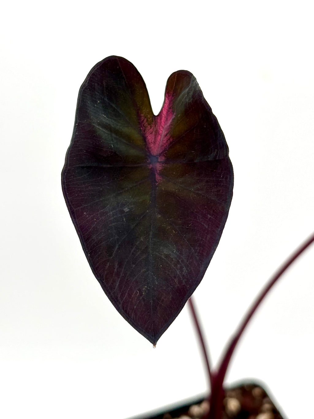 Große Colocasia Queen Of Phoenix Pflanze mit dunklen, herzförmigen Blättern, exotische Topfpflanze von Exotic-Flowers